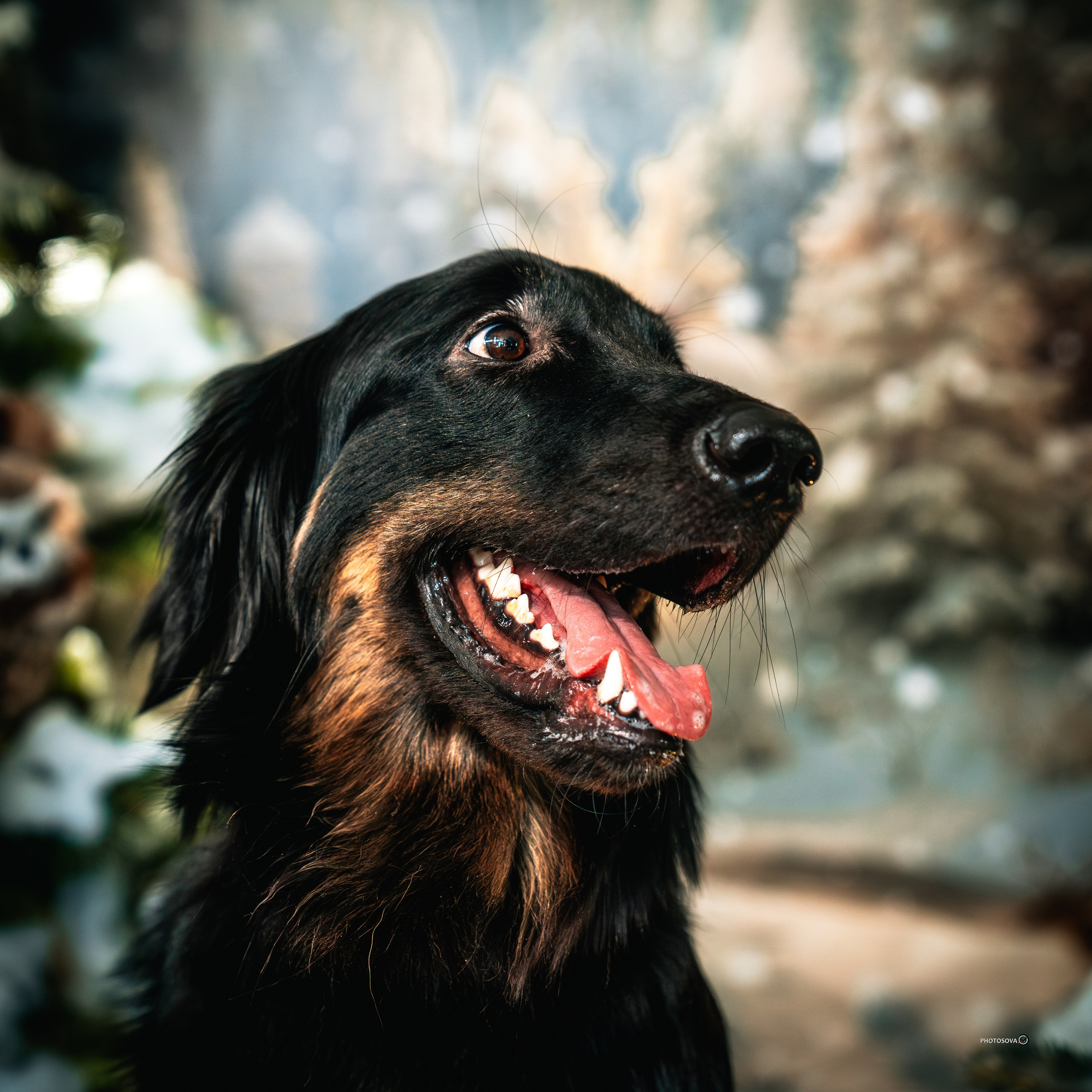 ФОТОПАМЯТЬ ВАШИХ ЭМОЦИЙ. Фотограф-анималист, семейный фотограф в Москве и Подмосковье. Фотосъёмка кинологических дисциплин