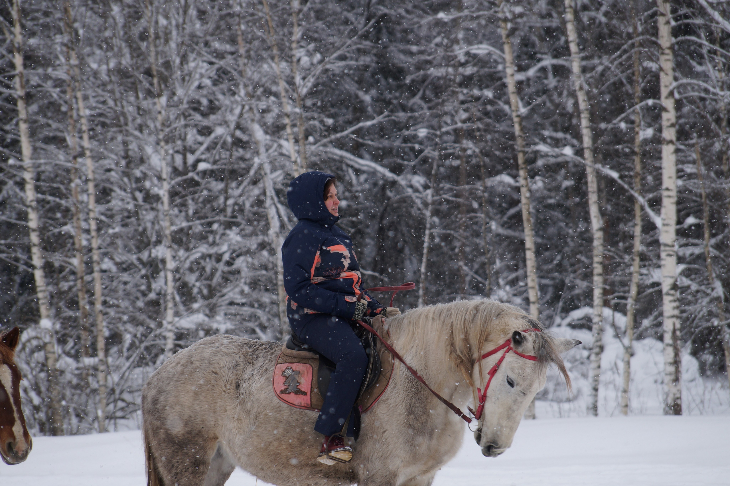 Лошадинг | 11.01.2026. Галерея Фантим