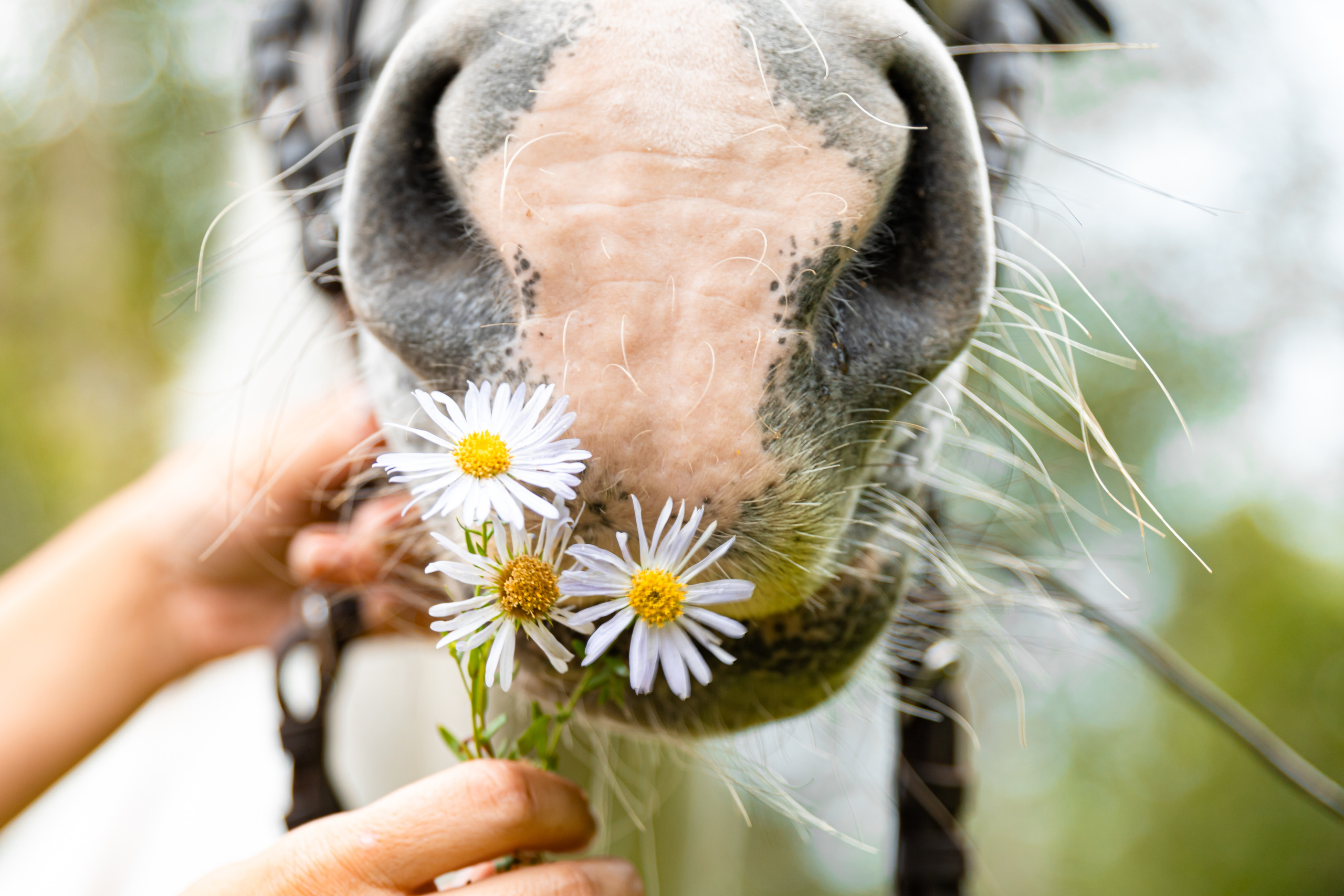 С животными. Свадебный фотограф Красноярск — Кристина Ива