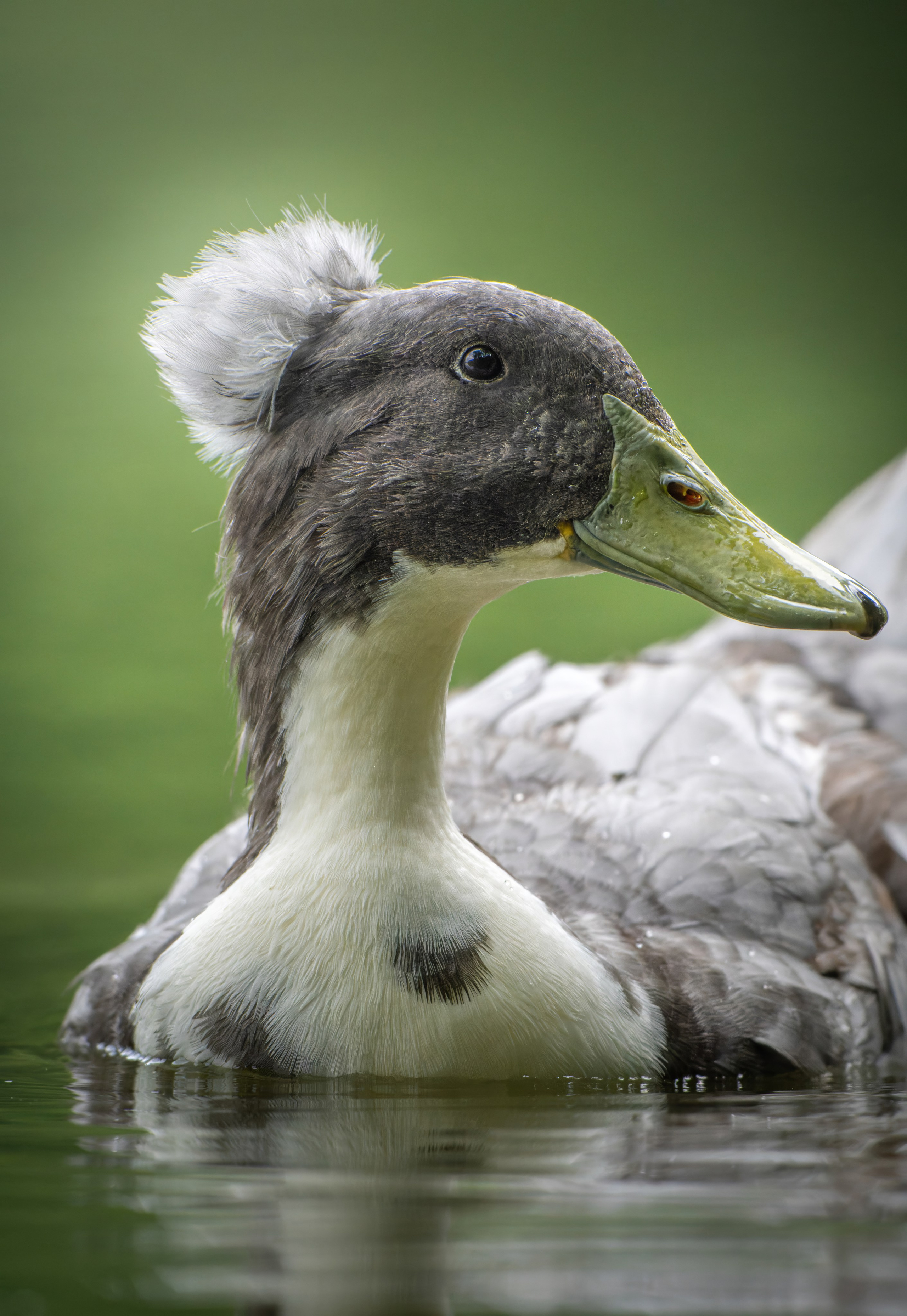 Птицы и животные. Oles Paritskiy