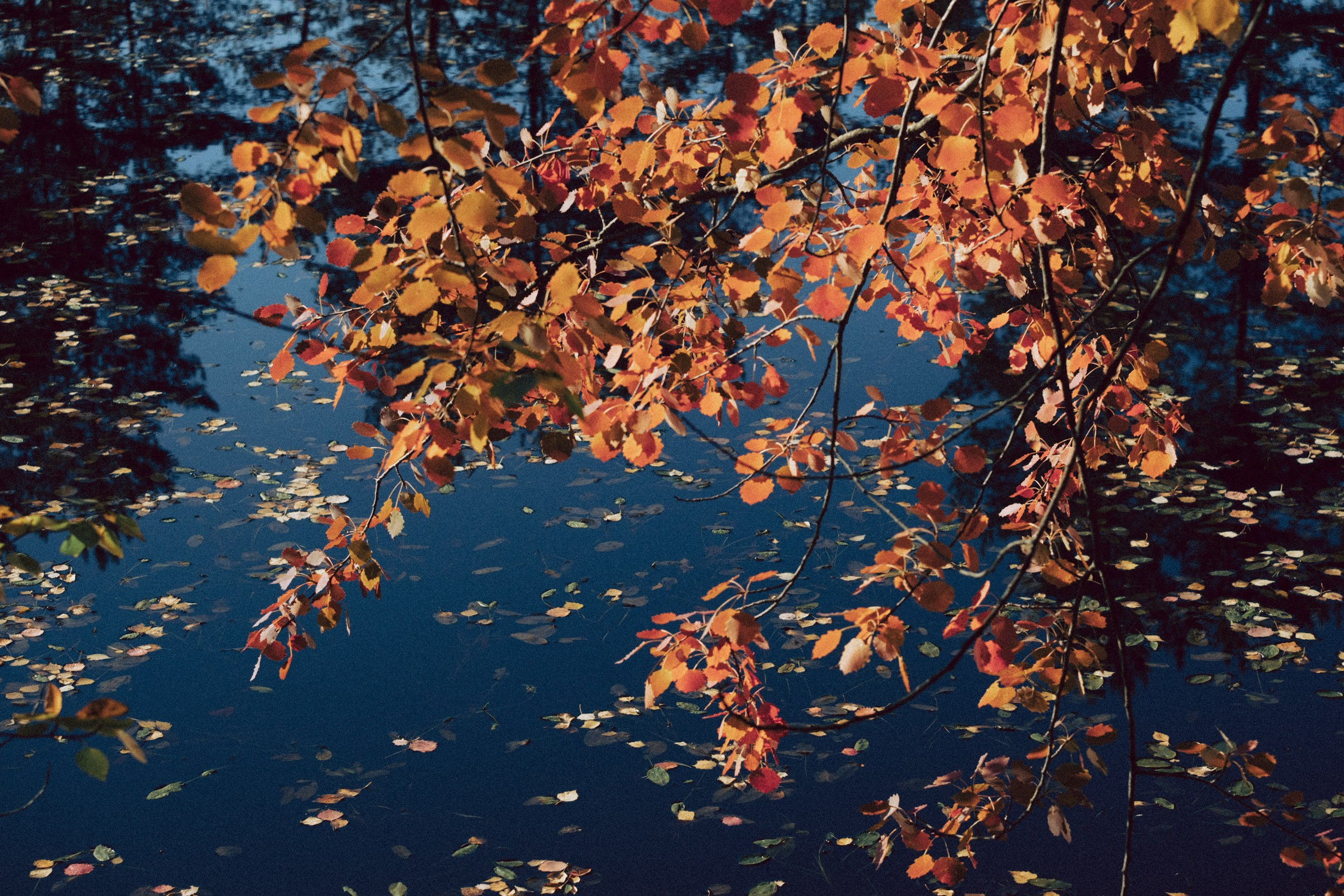 Осеняя прогулка. Профессиональный фотограф, Санкт-Петербург — Виктория Богомолова