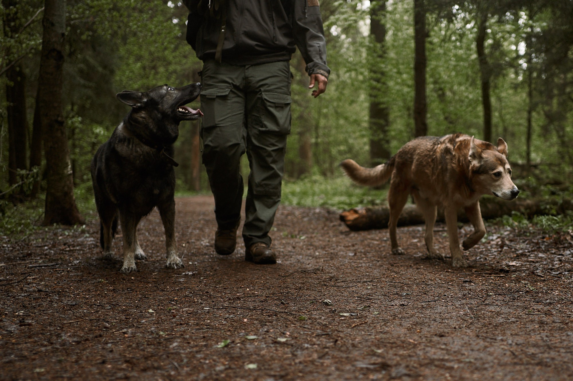 Дима, Рыжий и Воля. Фотограф анималист Москва Дарья