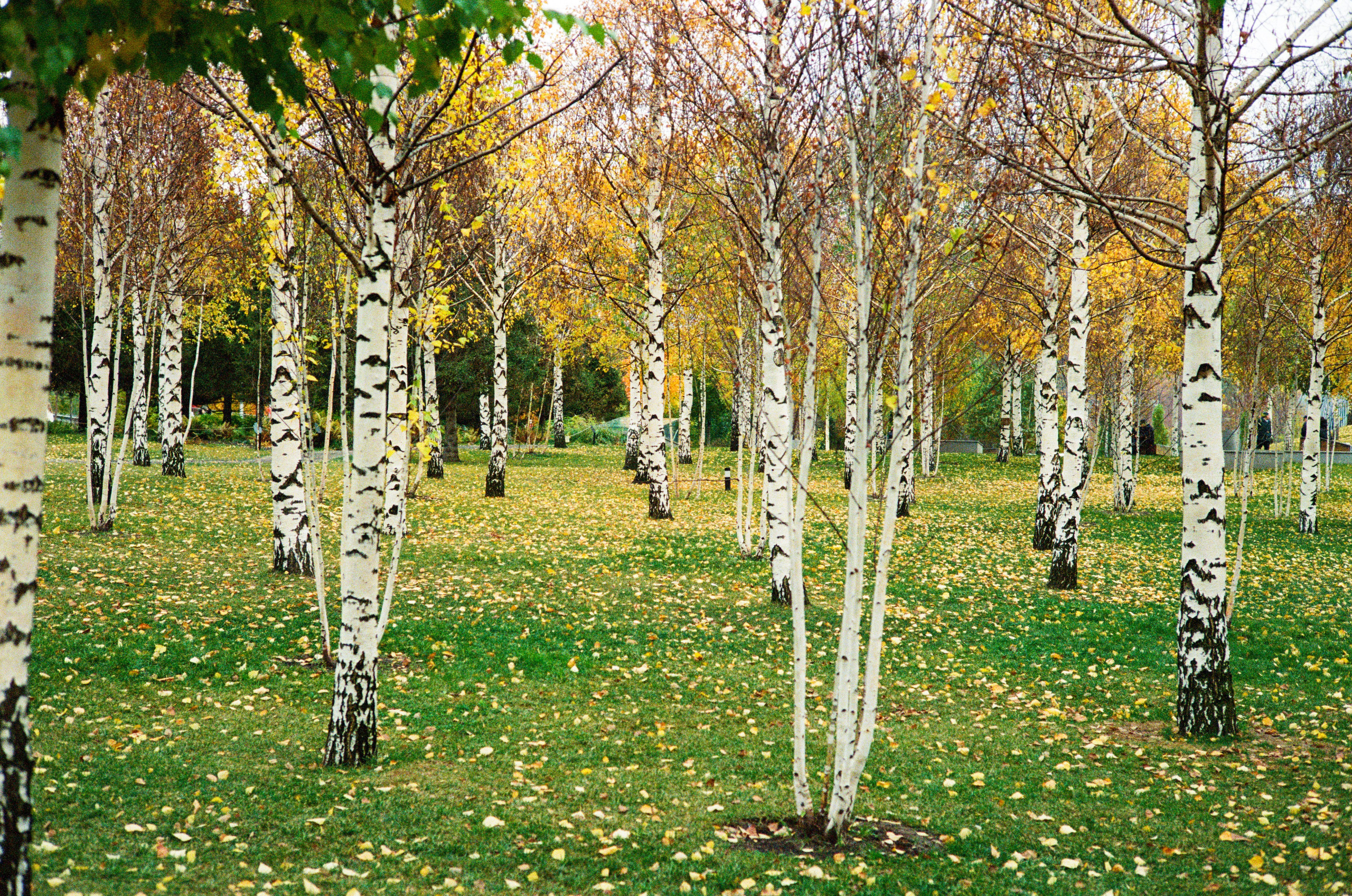 Березовая роща в парке Зарядье в Москве