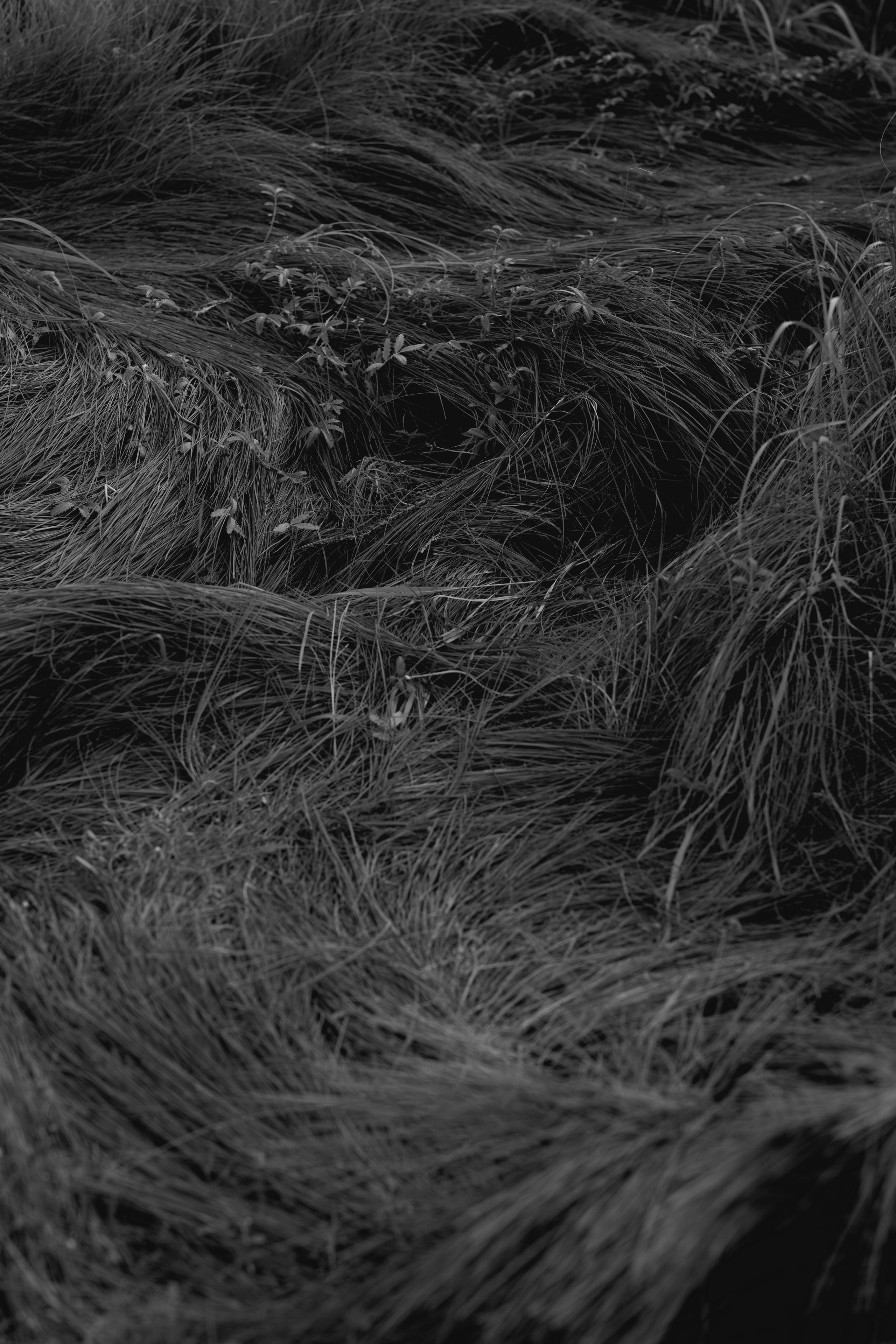 Portfolio. @beingabird.photography