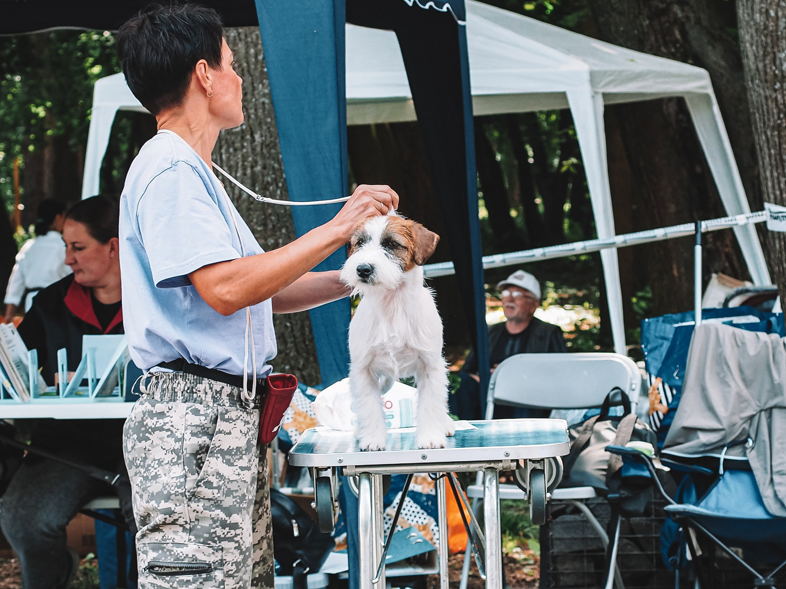 Кобель ХАН СОЛО. CANE MAESTRO — kennel Jack Russell Terrier