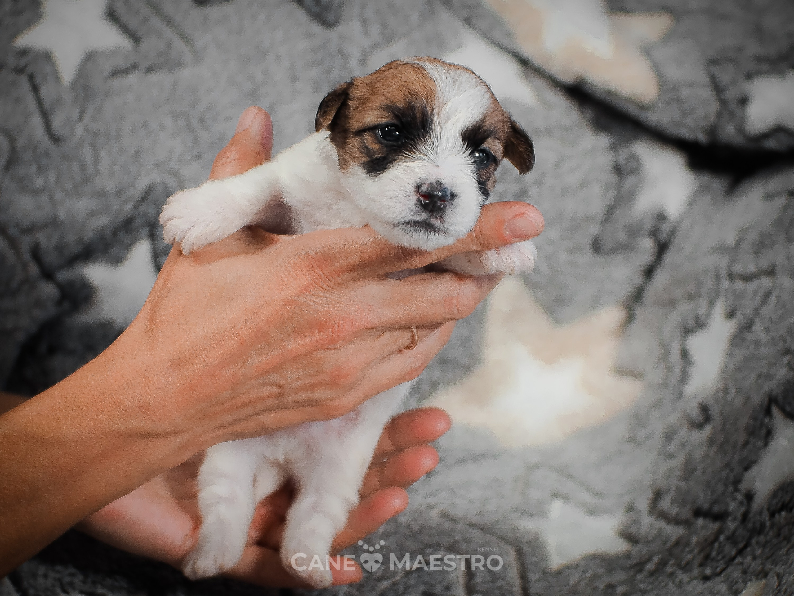 КобельZ1_ДРТ_брыж_27_08_25. CANE MAESTRO — kennel Jack Russell Terrier