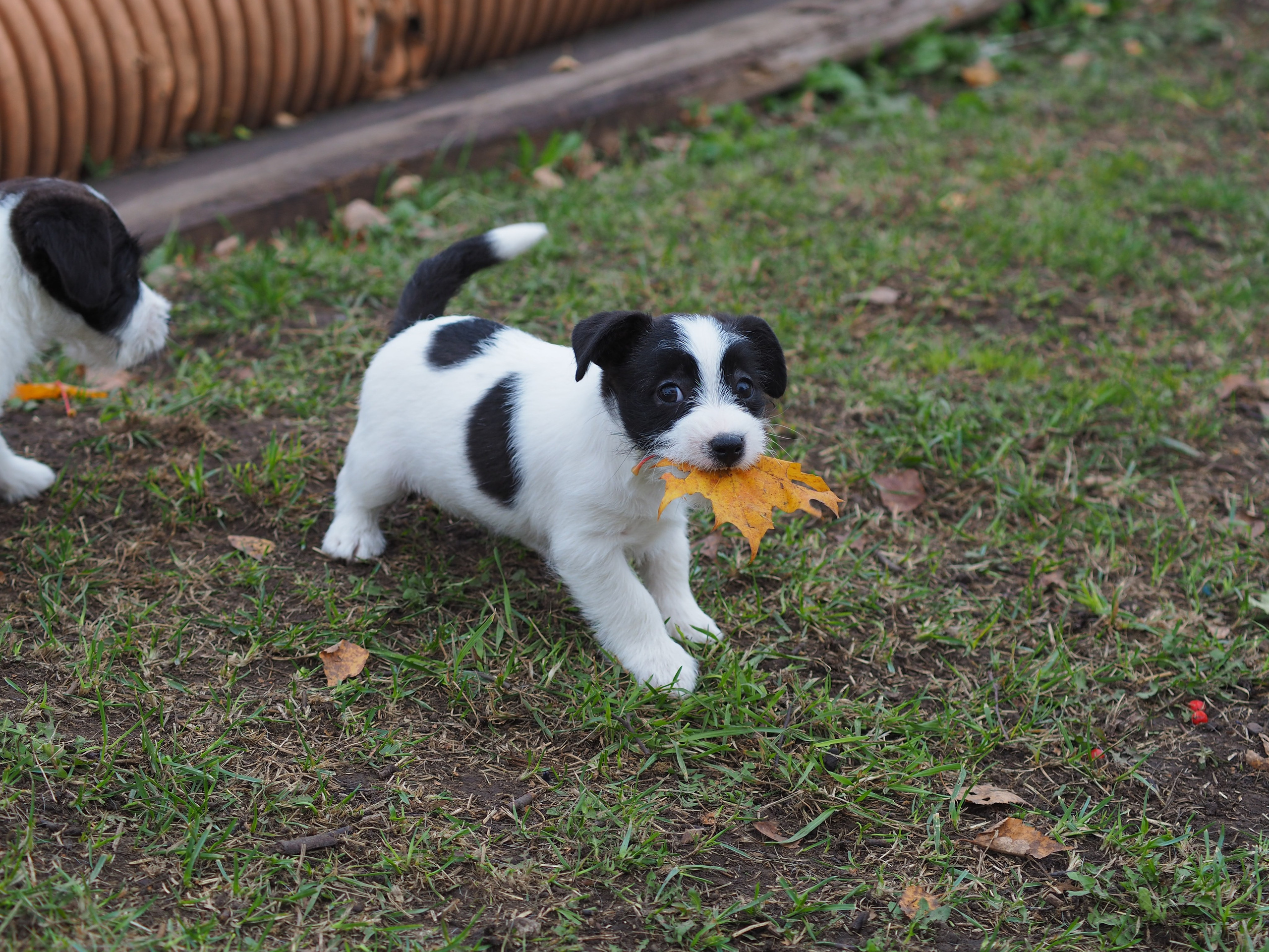 Бело-черная красавица джек-рассел-терьер. КАНЕ МАЭСТРО — питомник Джек рассел терьеров