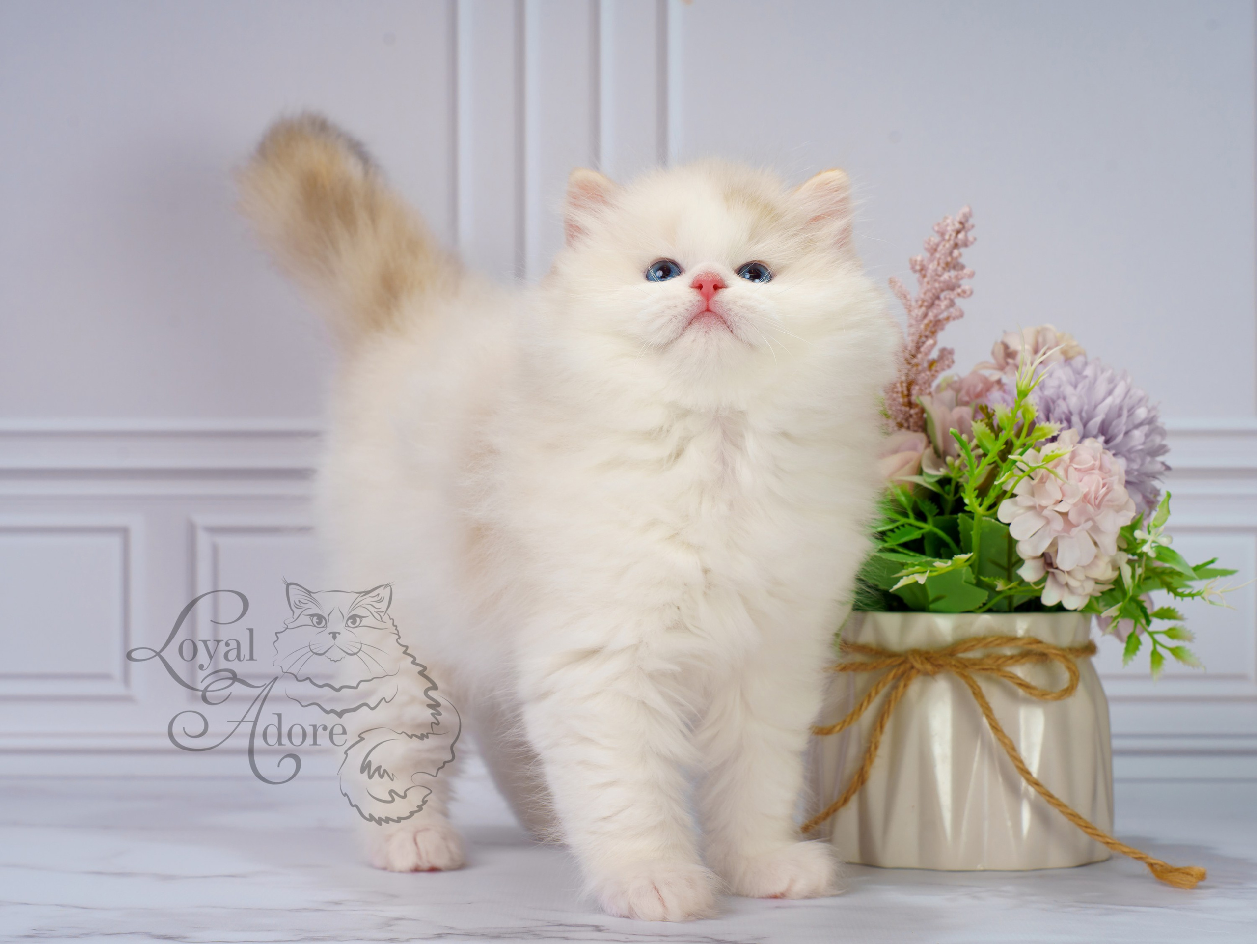 Котята рэгдолл от Loyal Adore. Питомник рэгдолл Loyal Adore