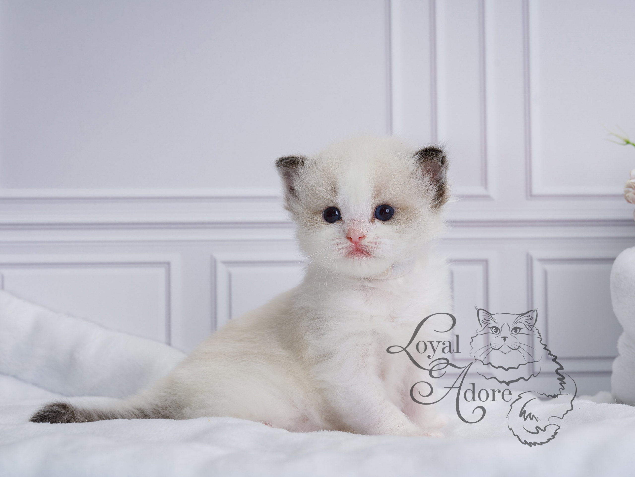 Котята рэгдолл от Loyal Adore. Питомник рэгдолл Loyal Adore