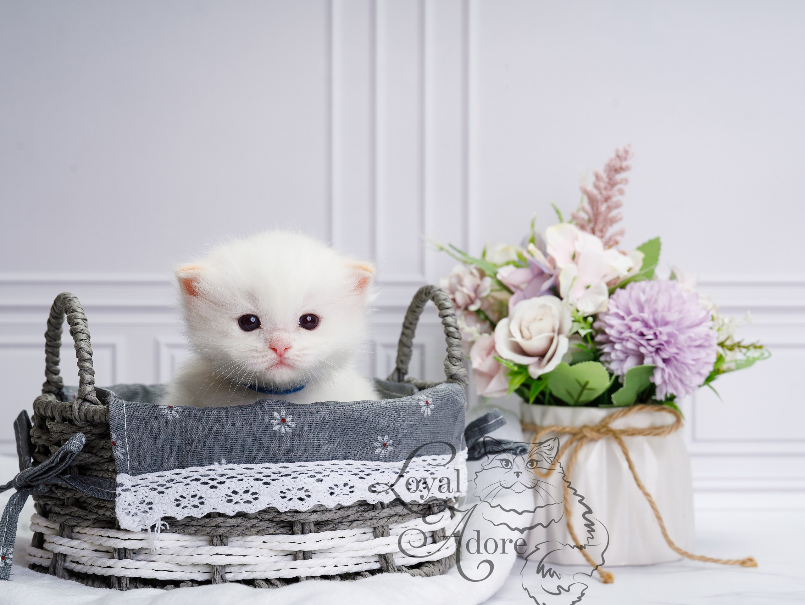 Котята рэгдолл от Loyal Adore. Питомник рэгдолл Loyal Adore