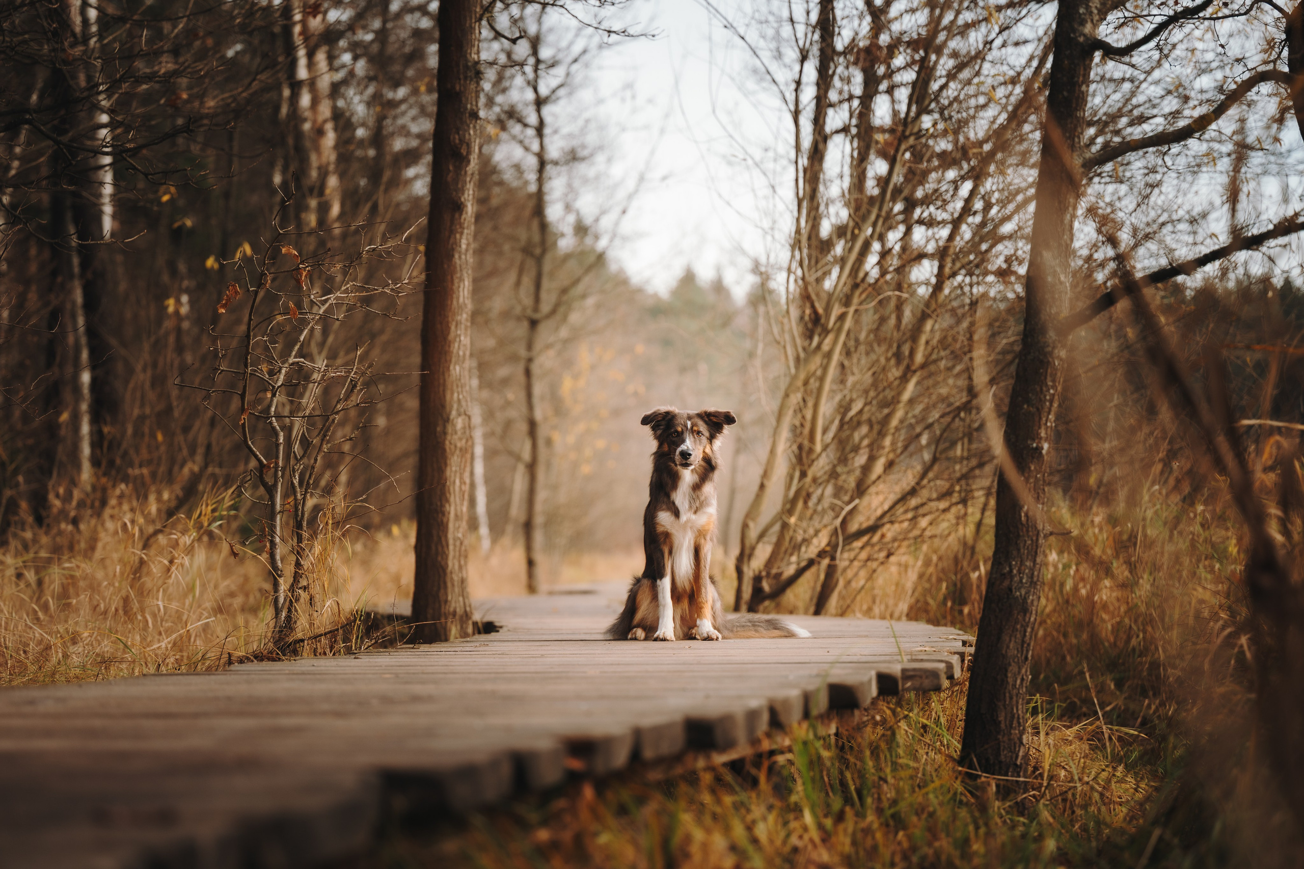 Настя, Максим, Орео и Норд. Семейный фотограф анималист Ананьева Мария — Москва