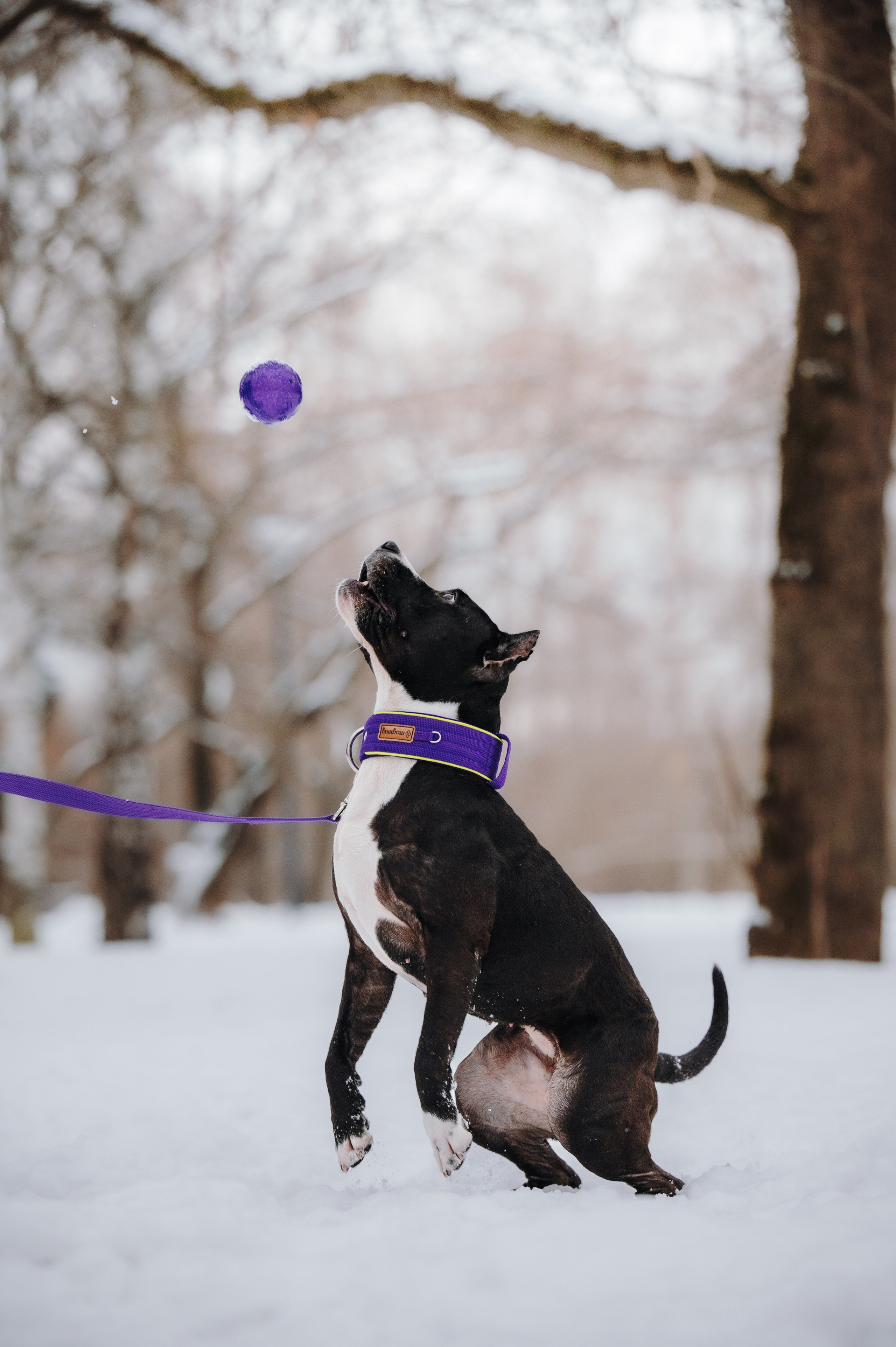 MagWay. Семейный фотограф анималист Ананьева Мария — Москва
