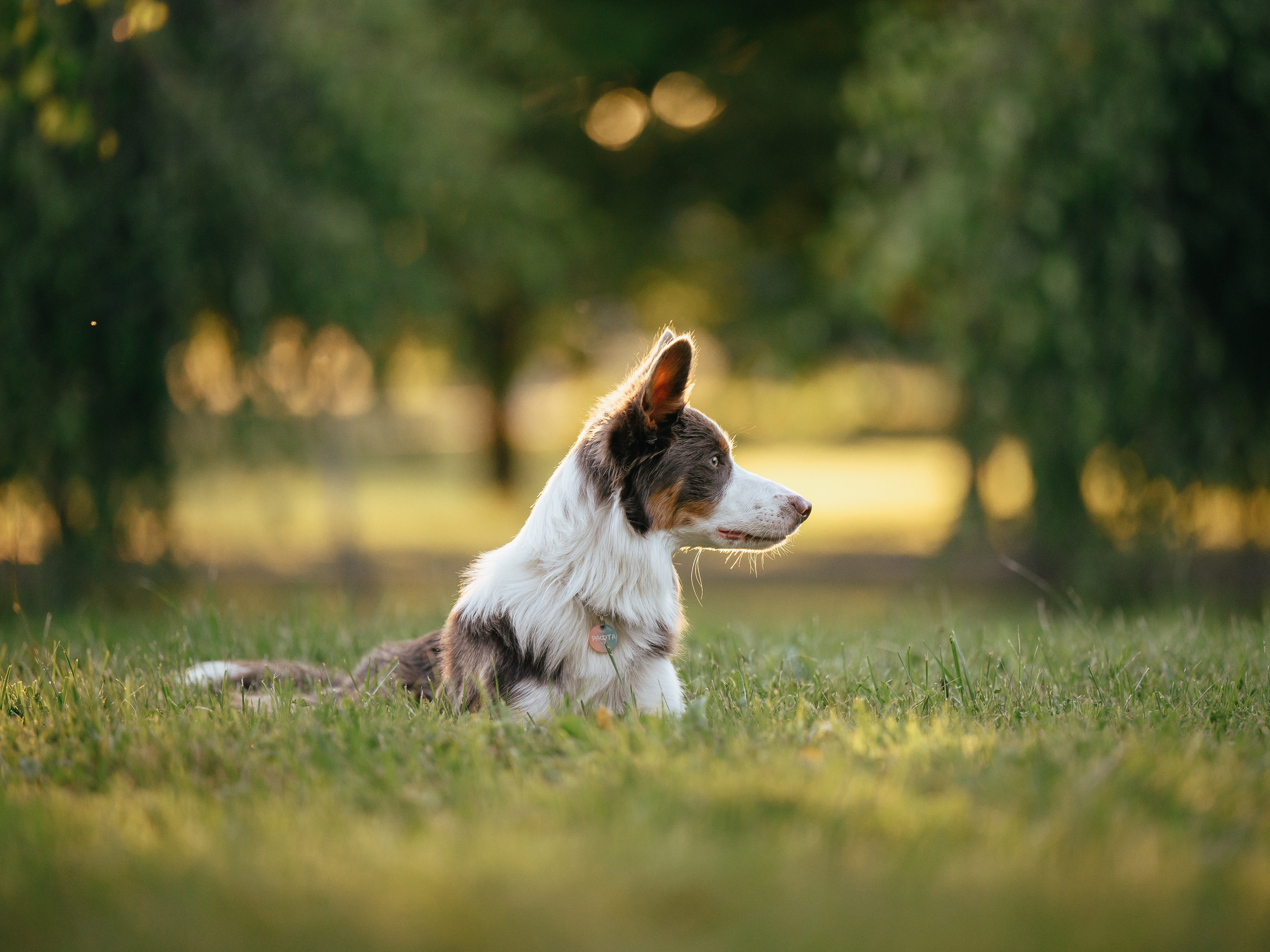 Маша, Лика, Нао и Рафта. Семейный фотограф анималист Ананьева Мария — Москва