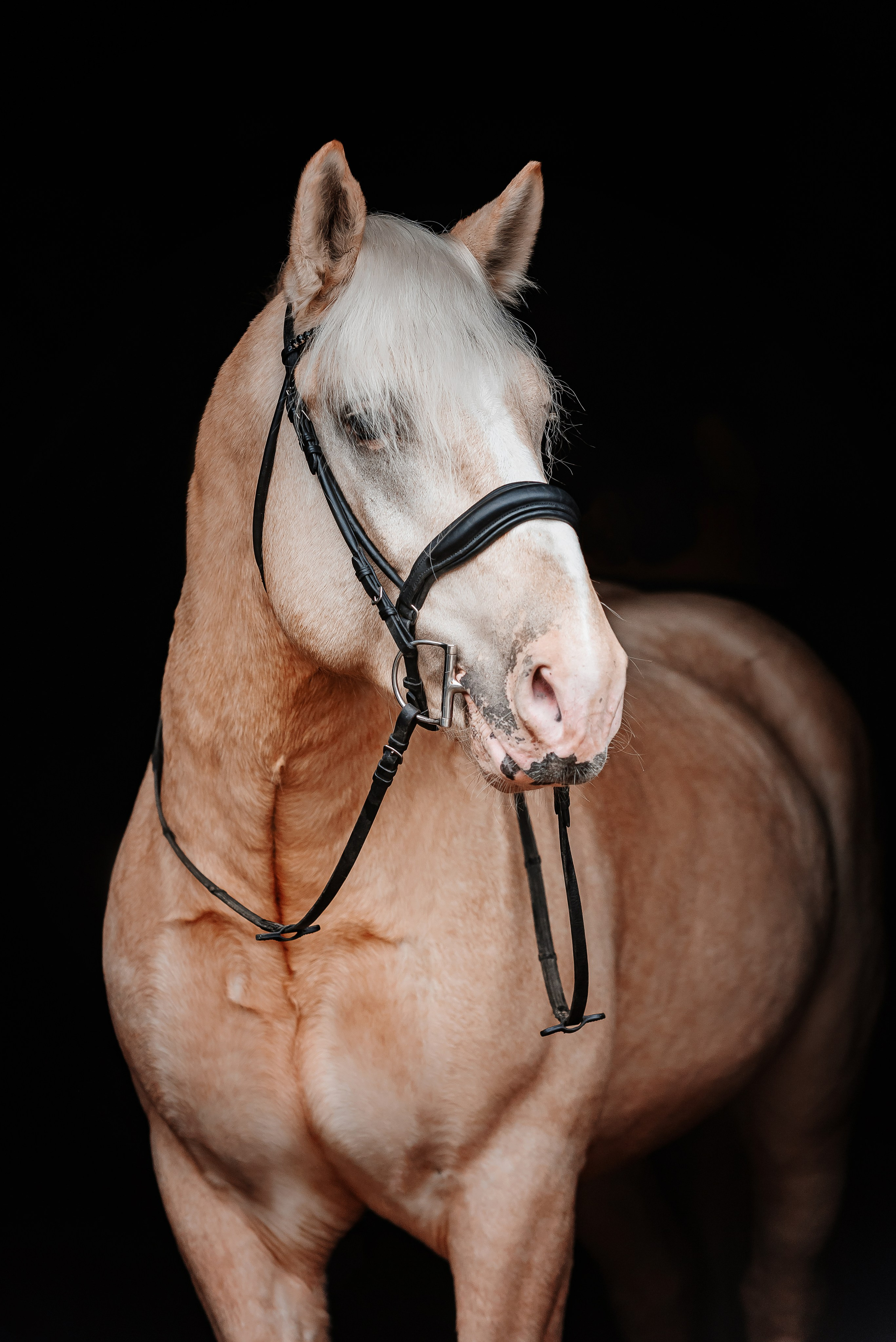 Equiestrian NES. Куракина Дарья • Конный фотограф