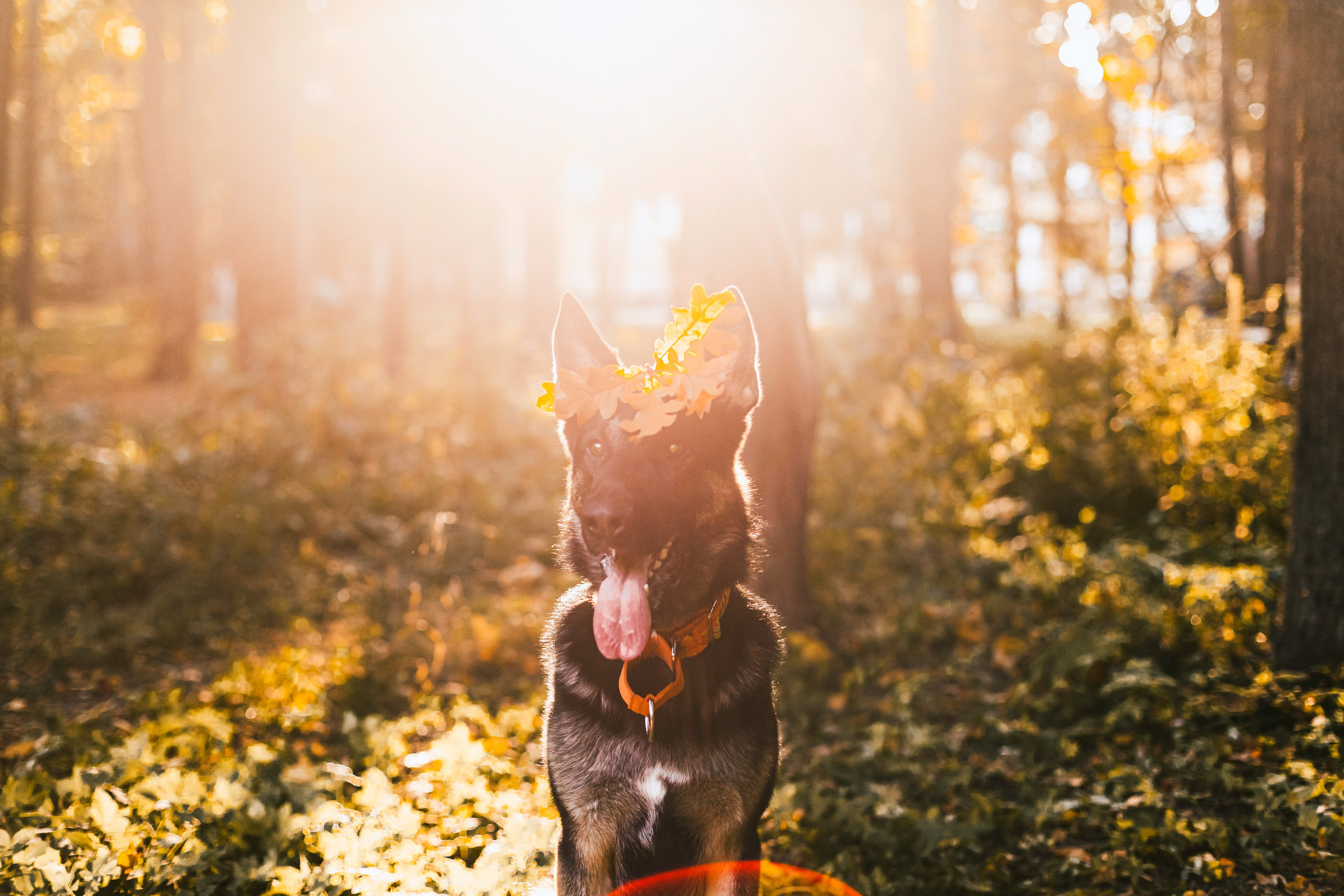 Илай. Фотограф-анималист Татьяна Степанова
