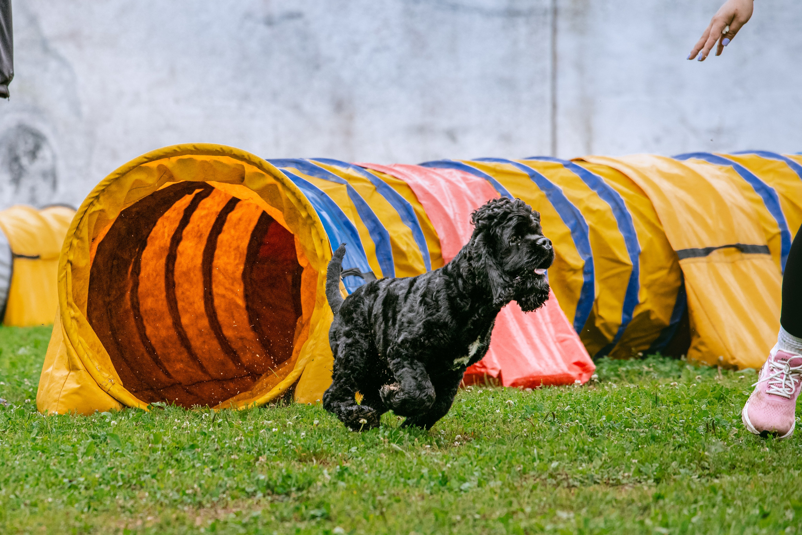Соревнования по аджилити Долгопрудный 30.06.2025. Фотограф-анималист Татьяна Степанова