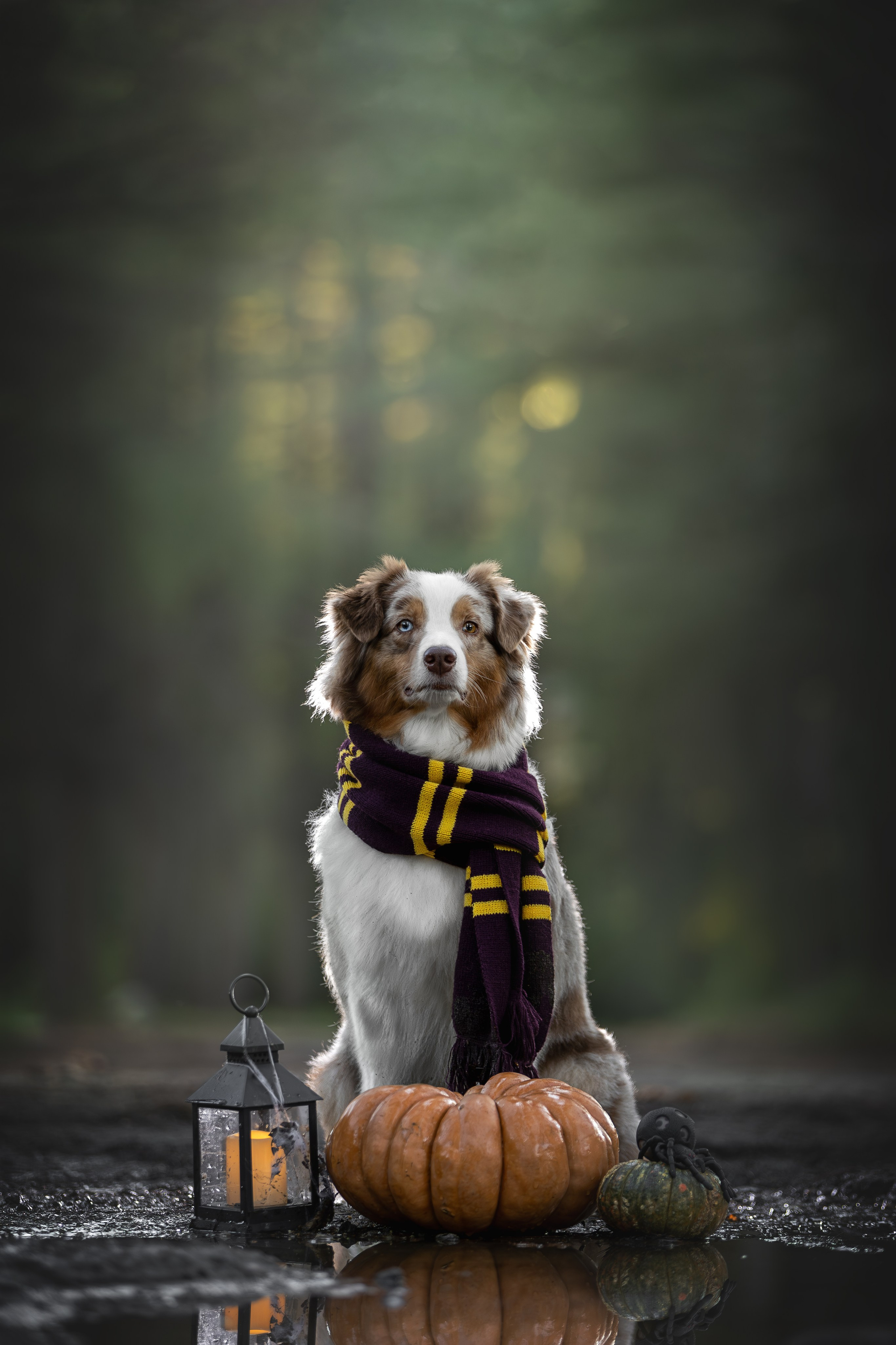 Полли, Австралийская Овчарка. Ирина Голомб|Фотограф-анималист в  Сочи и Калининграде