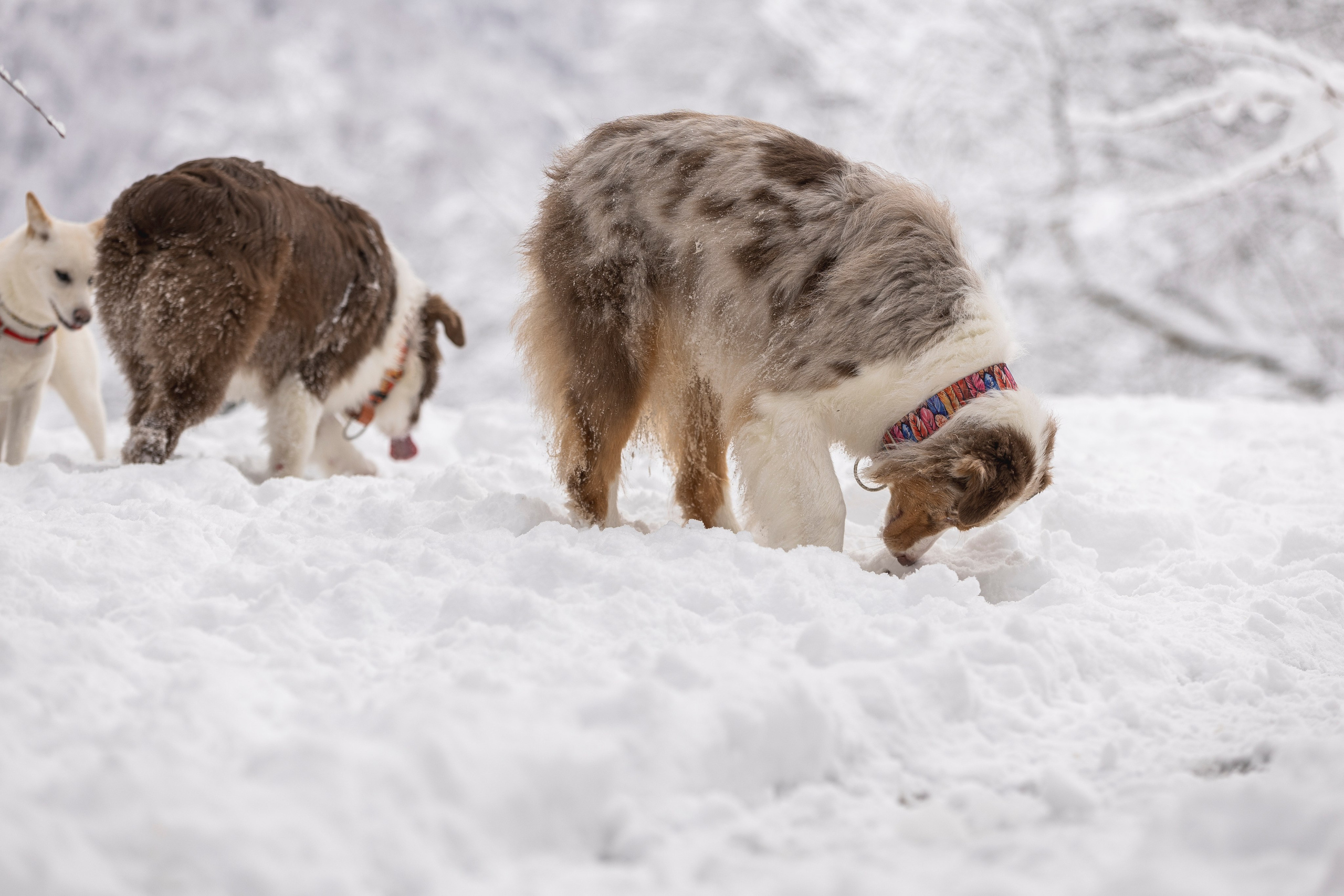 Догтуса Тропа Ефремова. Ирина Голомб|Фотограф-анималист в  Сочи и Калининграде