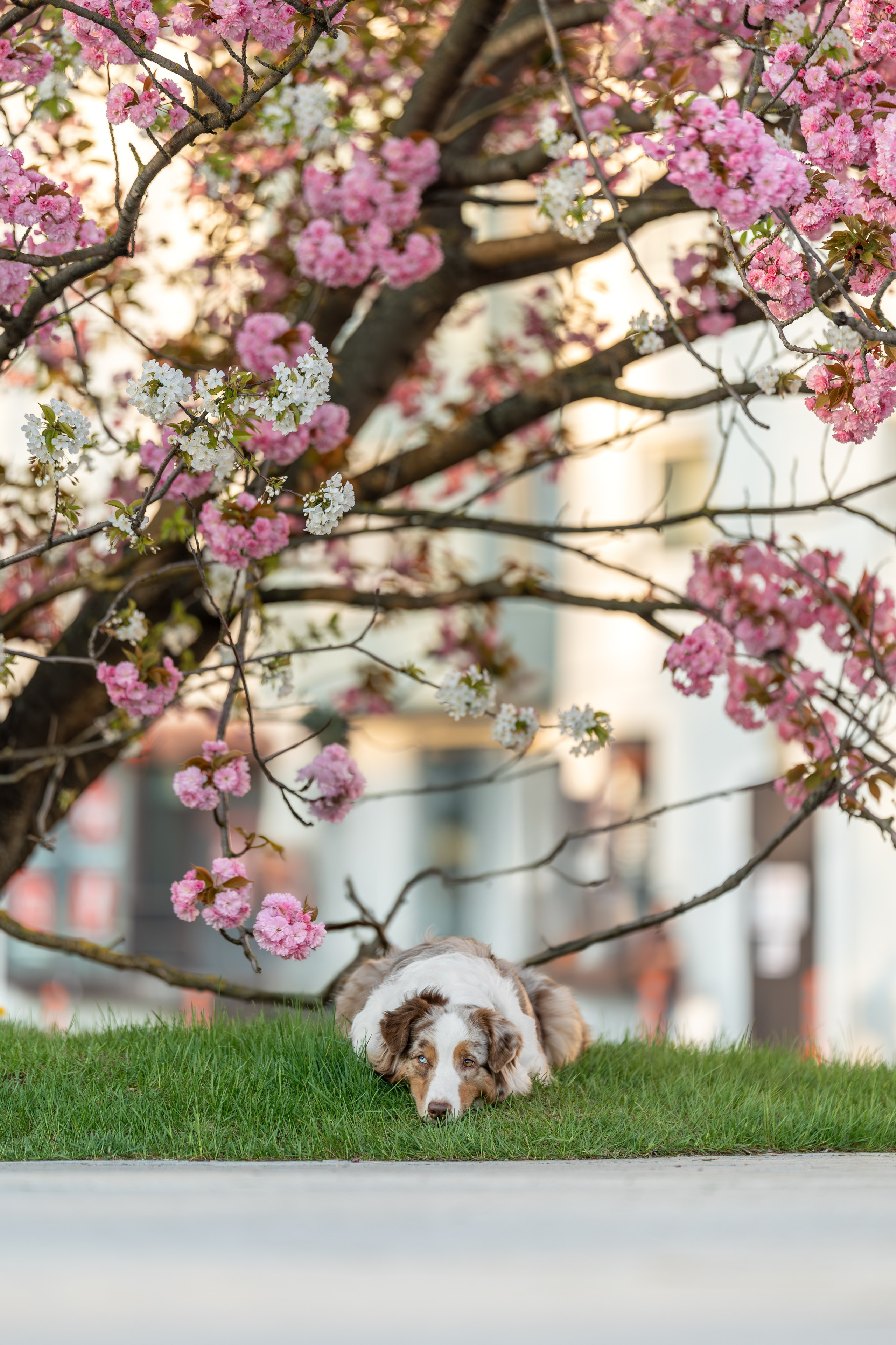 Полли, Австралийская Овчарка. Ирина Голомб|Фотограф-анималист в  Сочи и Калининграде