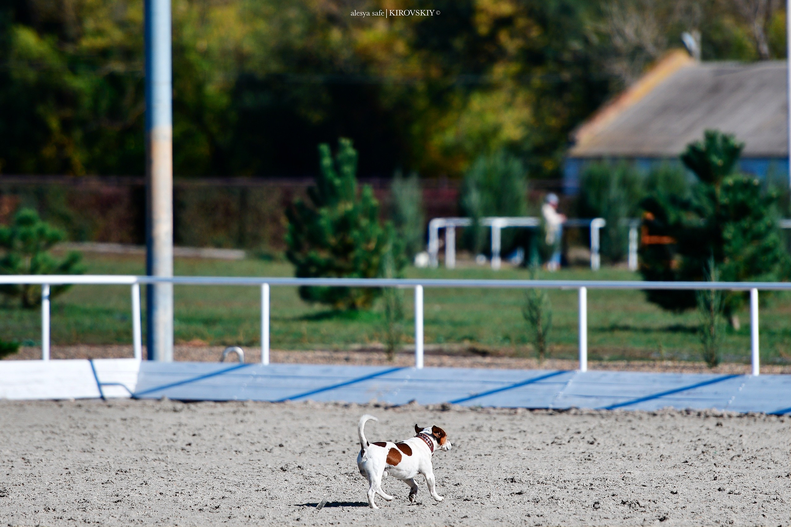 Кировский конный завод. Конный фотограф Alesya Safe