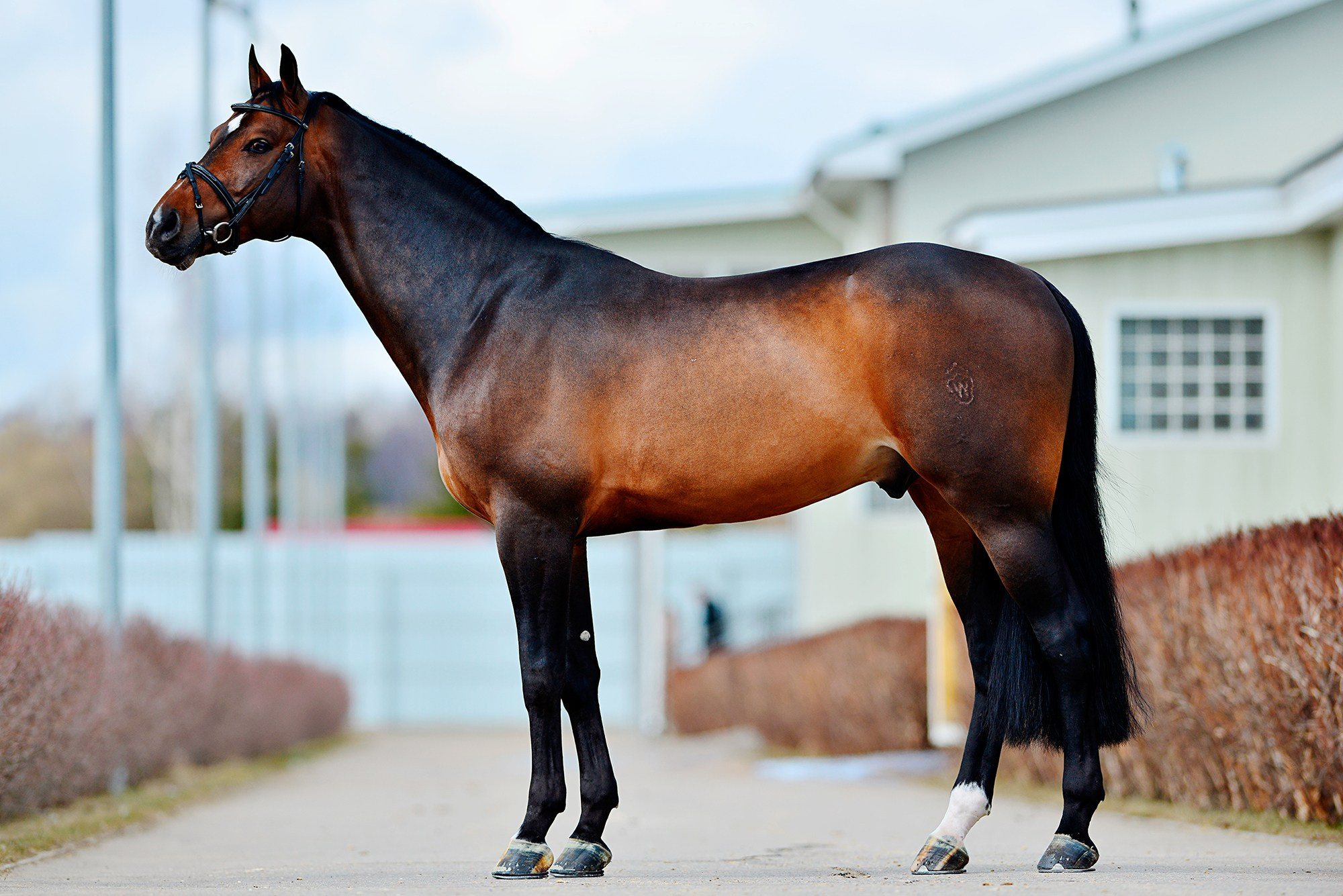 Экстерьер. Конный фотограф Alesya Safe