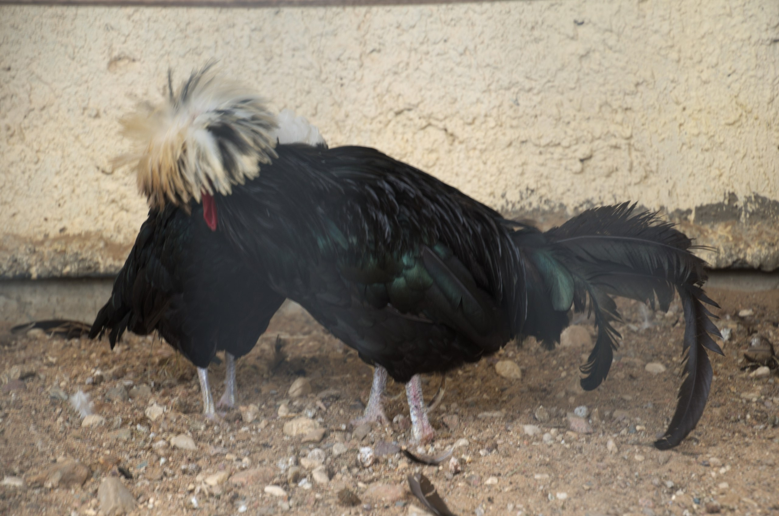 Боровск и парк птиц «Воробьи» | 17.09.2017. Галерея Фантим