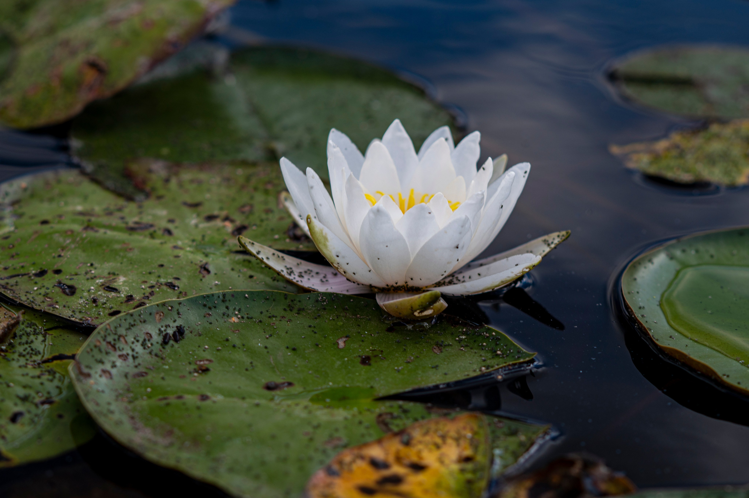 Муром. Сентябрь 2022. Фотограф Роман Адлер