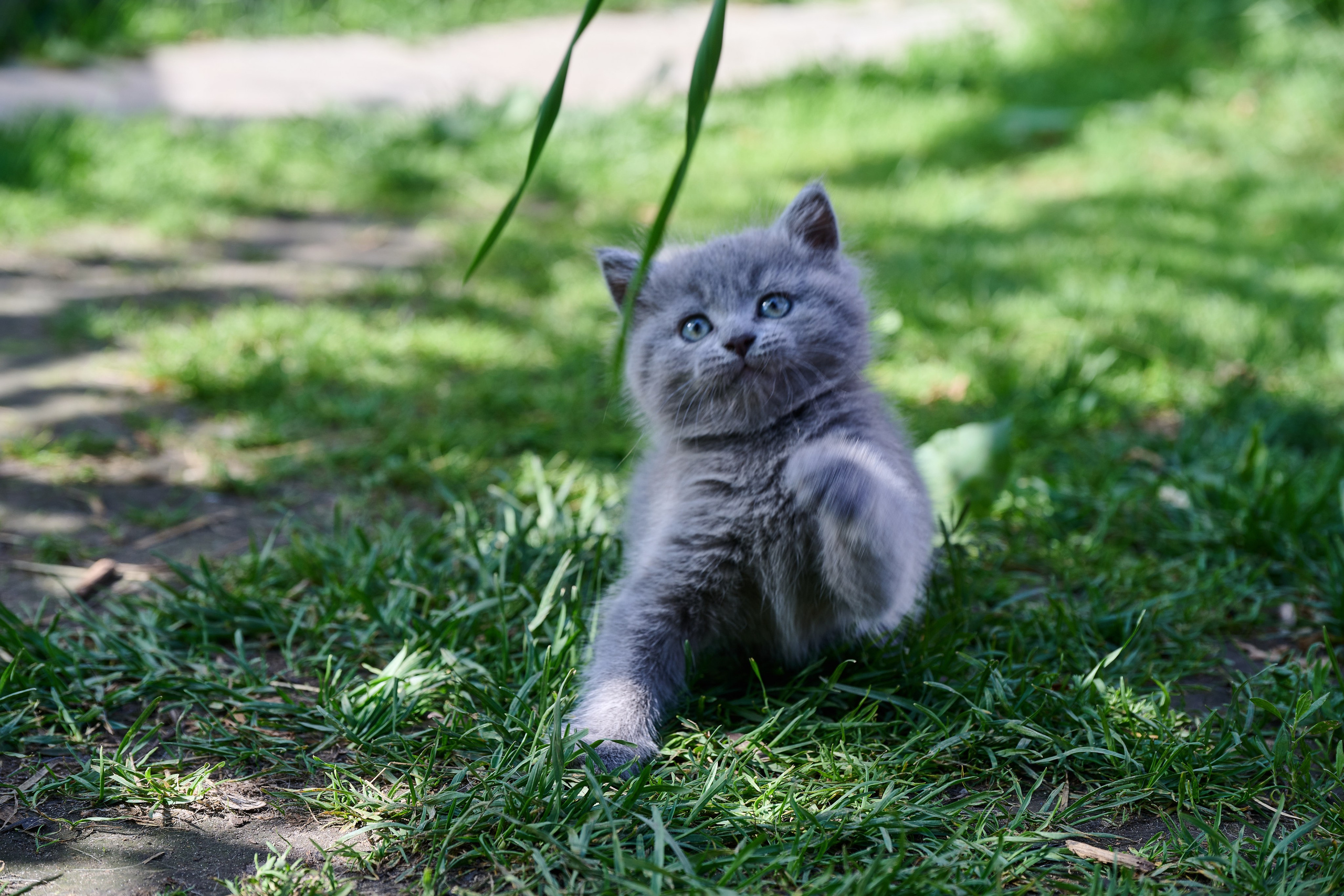 Фотосессия The Кот. Фотограф Роман Адлер