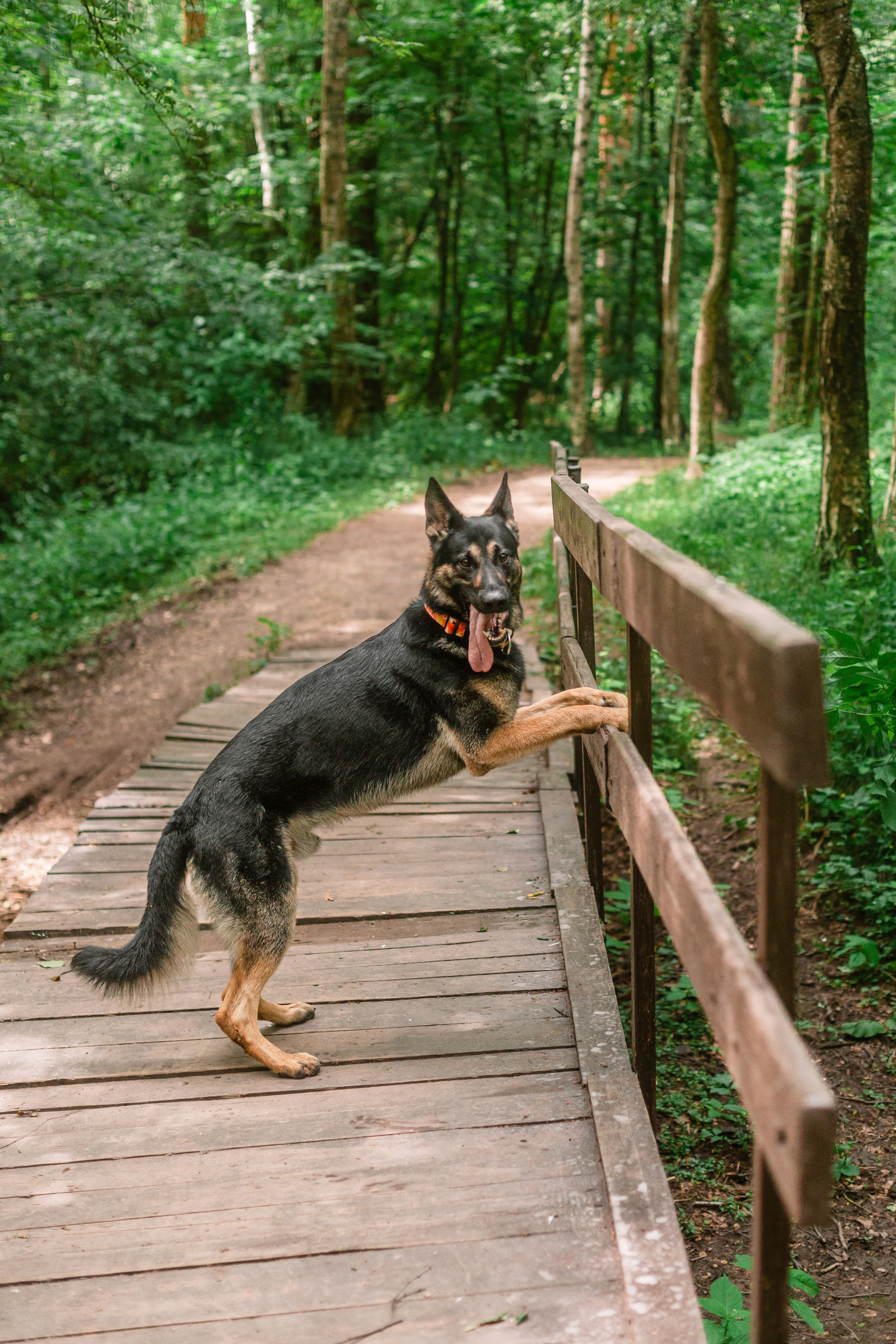 Лесная летняя фотопрогулка. Фотограф-анималист Татьяна Степанова