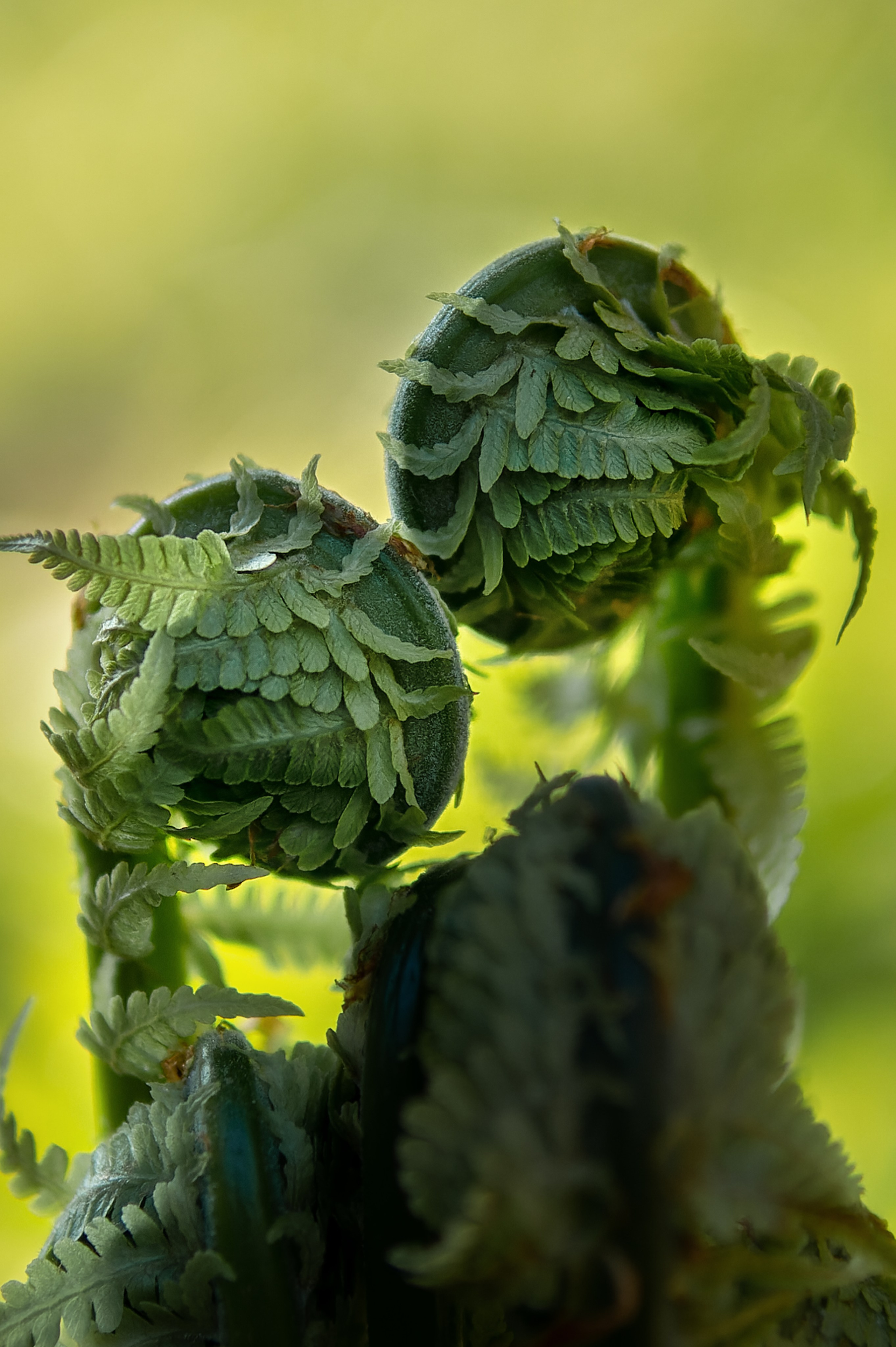 Семейная дачная фотосессия lifestyle