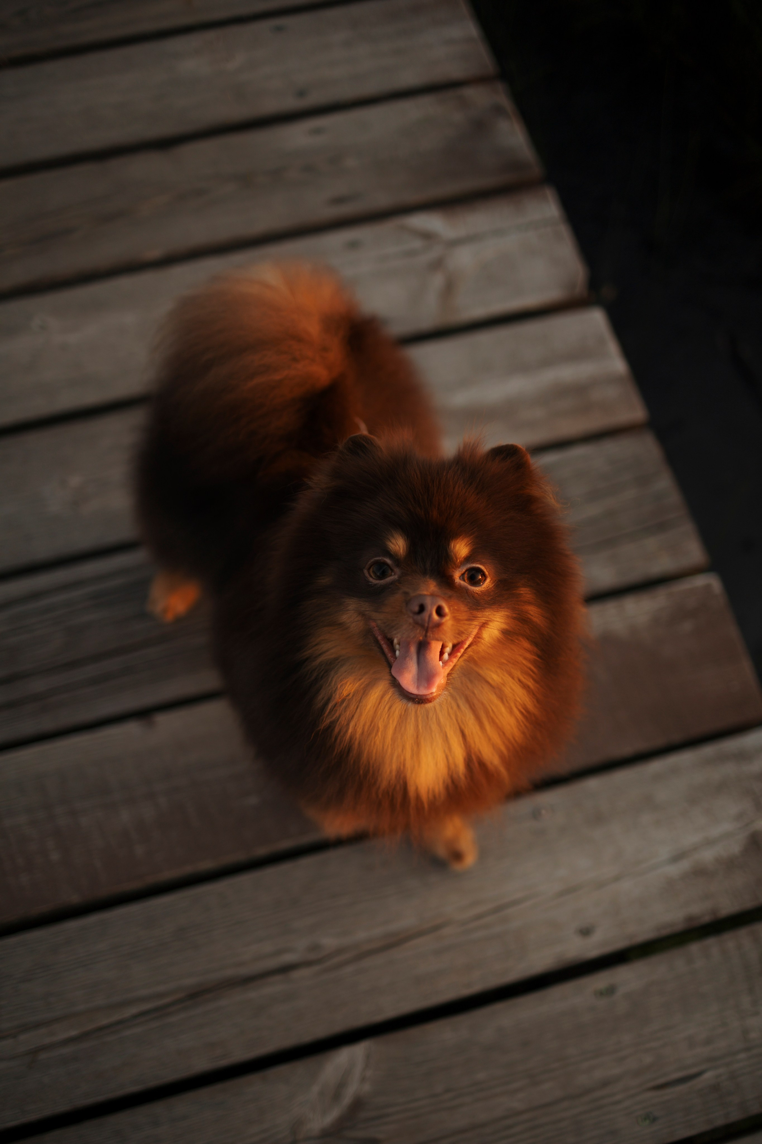 Сапфир и его семья. Фотограф-анималист в Санкт-Петеребурге Титова Алиса