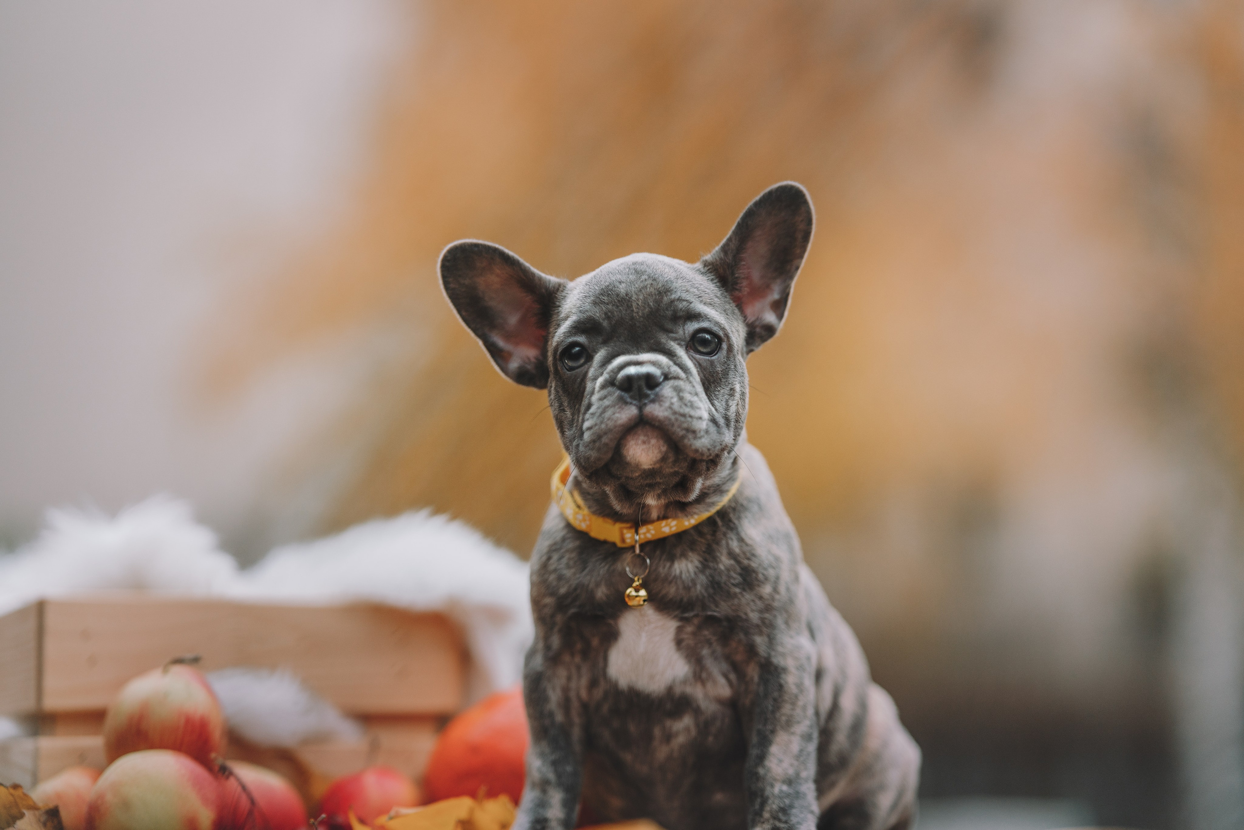 Французские бульдоги. Фотограф анималист Осипчикова Мария