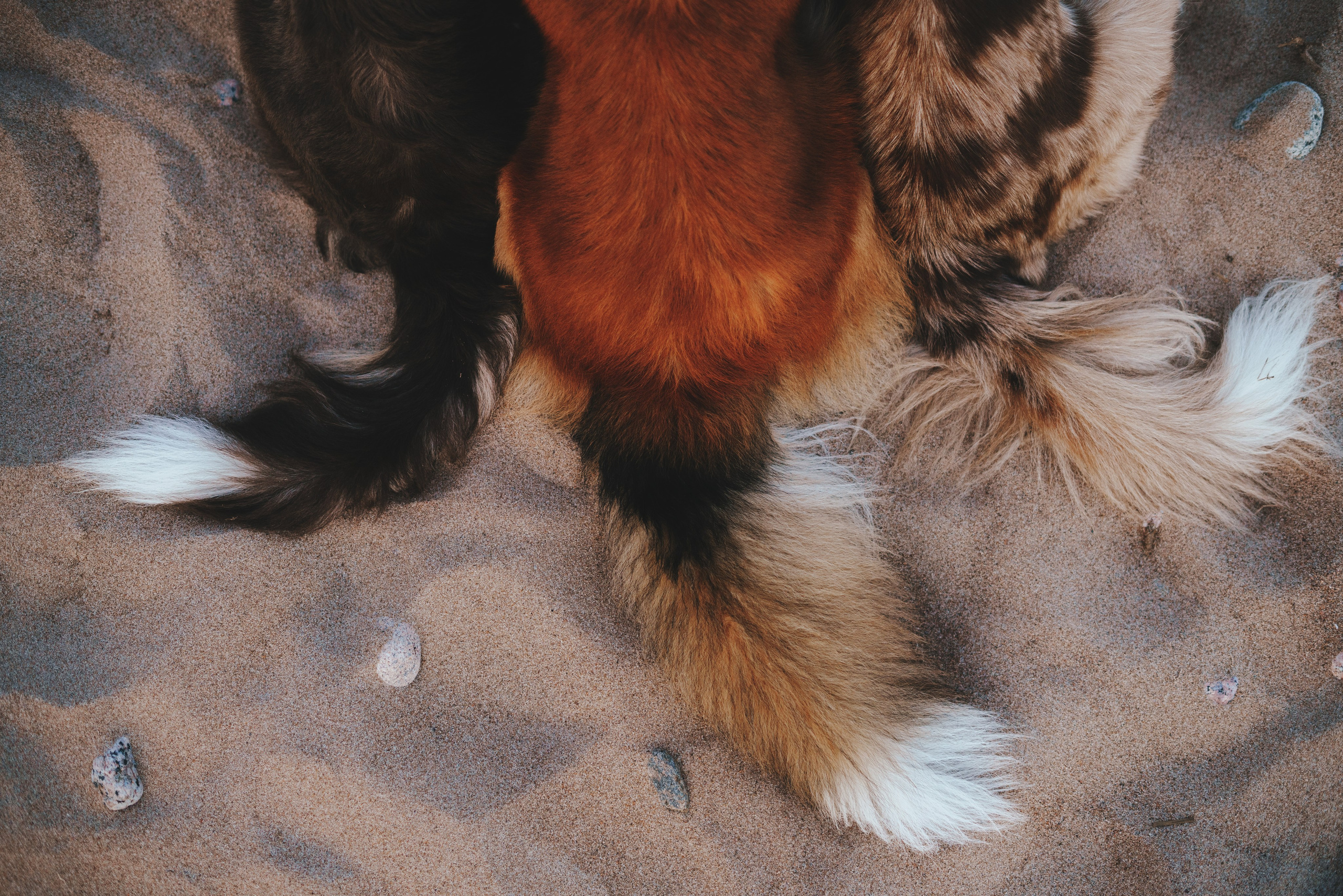 Рита, Маша и много собак. Фотограф анималист Осипчикова Мария