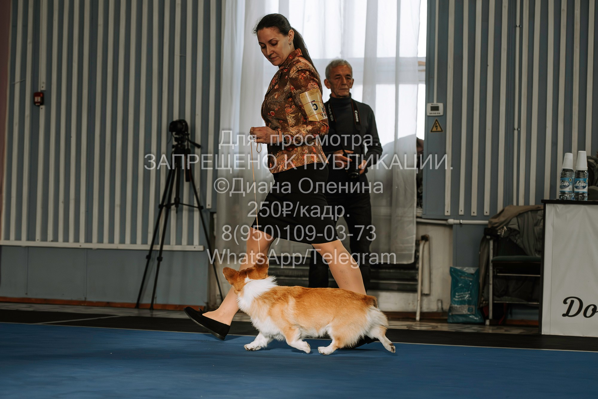 Выставка собак Красноярск 29.10.2023. Фотограф Диана Оленина Красноярск / Братск