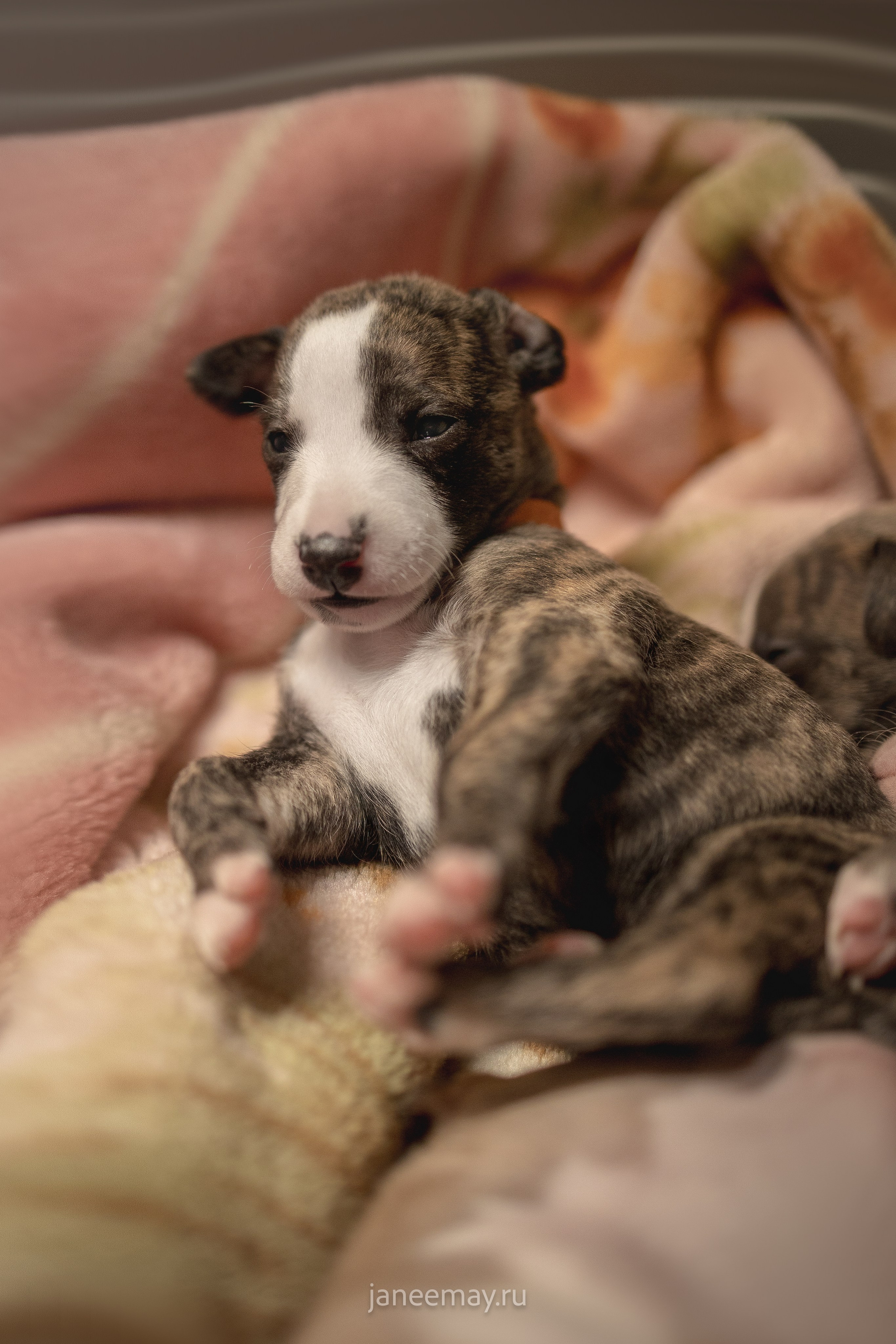 Малыши уиппеты Великбековых. Фотограф анималист в Москве Майорова Евгения