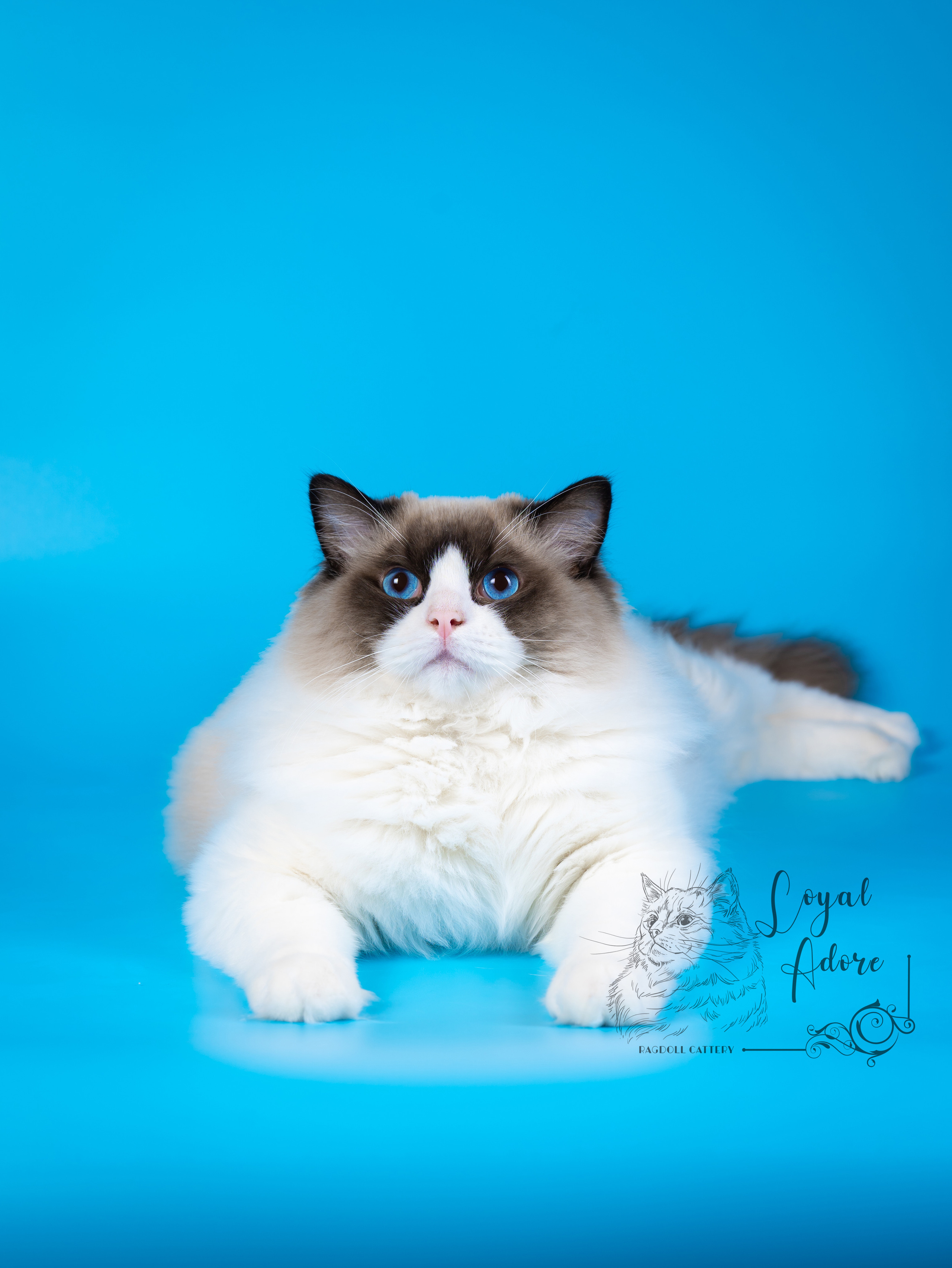 Коты производители Loyal Adore. Питомник рэгдолл Loyal Adore