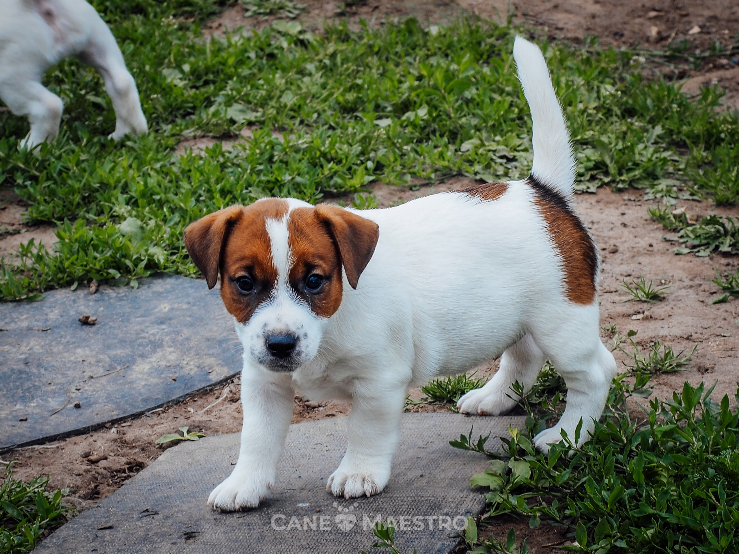 Ш_2_MALE_SHERY_BRANDY. CANE MAESTRO — kennel Jack Russell Terrier
