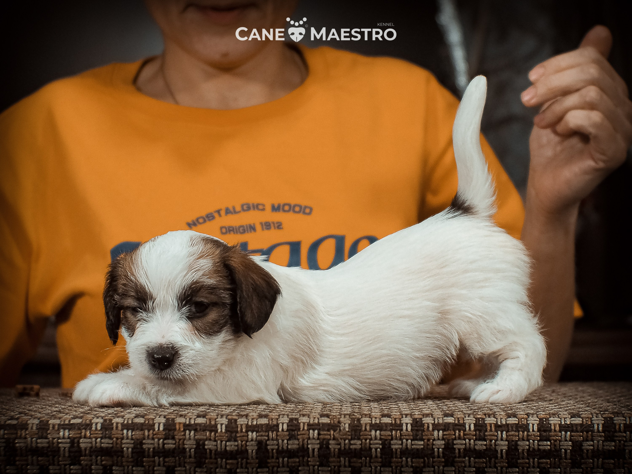 Сук_21_12_25. CANE MAESTRO — kennel Jack Russell Terrier