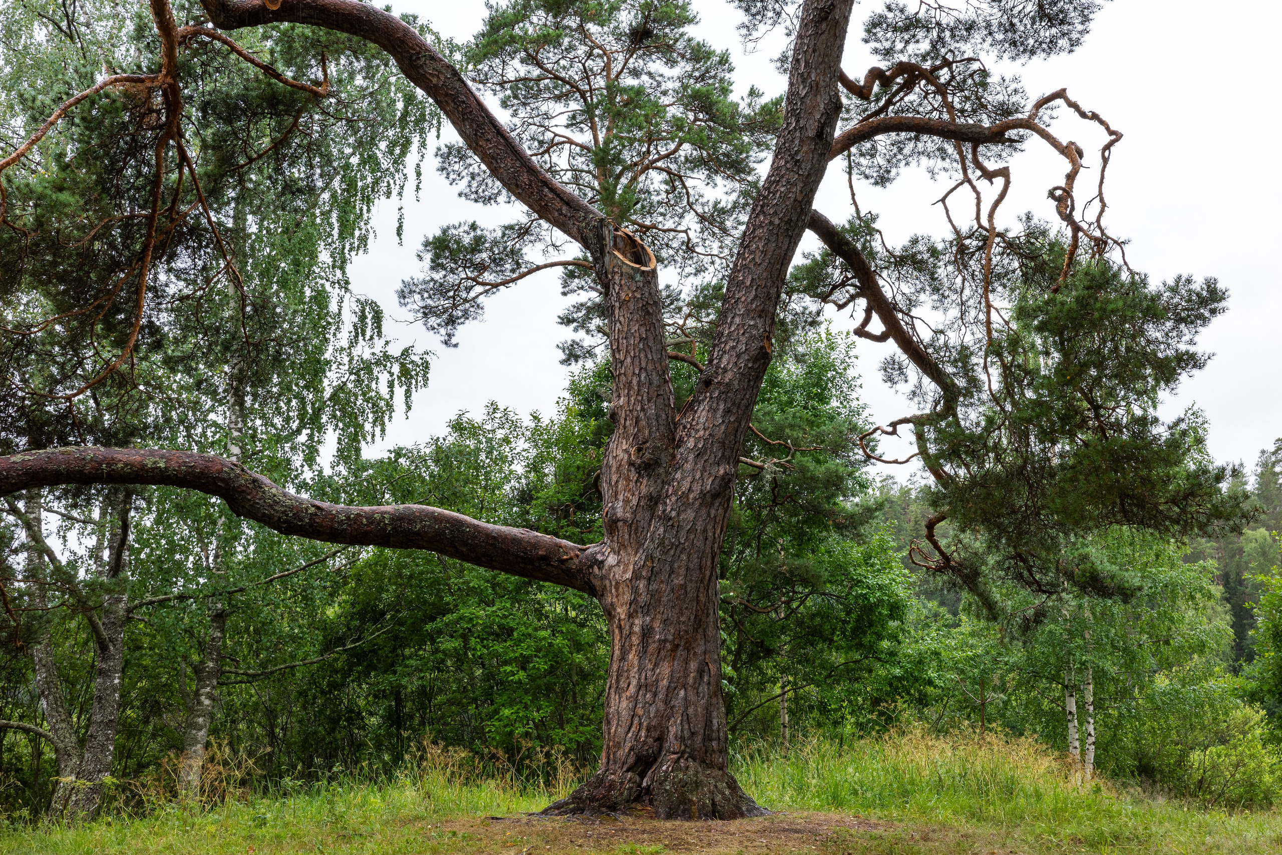 Знаменитое дерево на Валааме