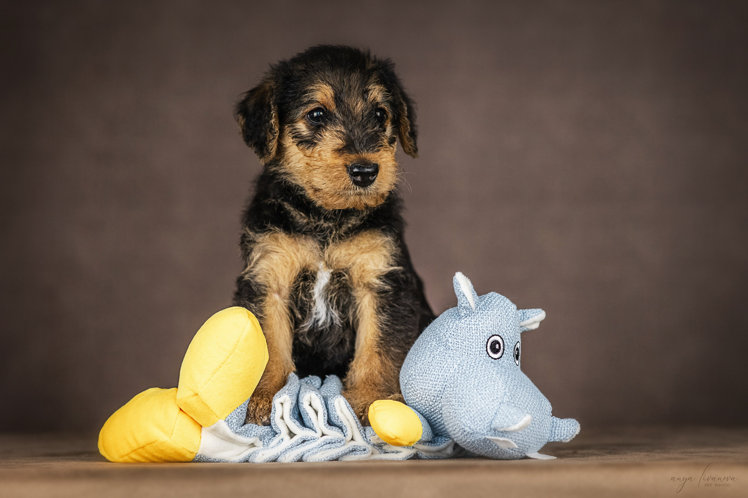 Эрдели. Фотограф анималист Аня Ливанова | Рыбинск
