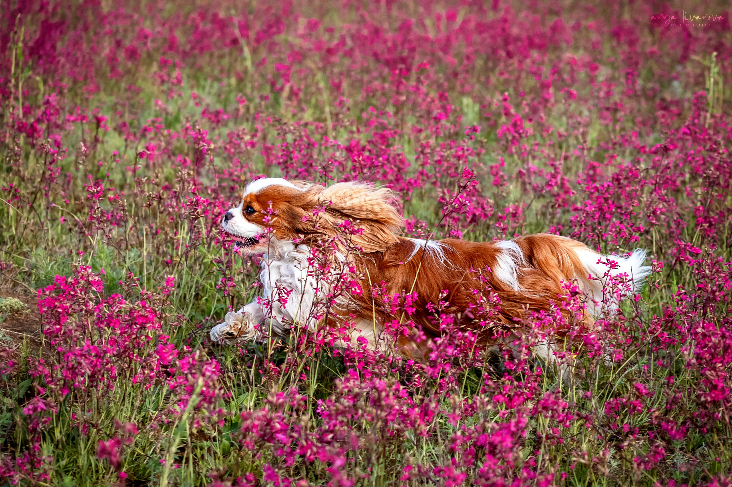 Смолка клейкая. Фотограф анималист Аня Ливанова | Рыбинск