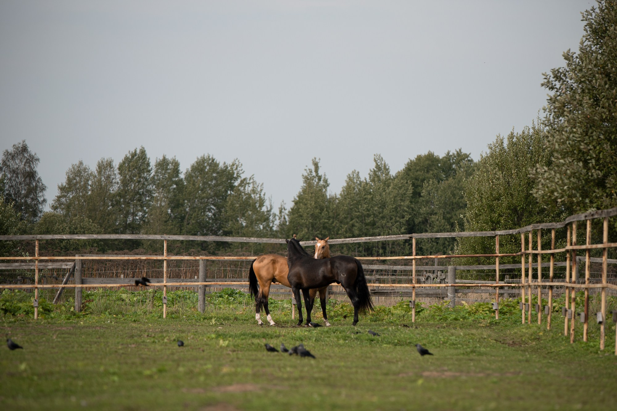 Портрет лошади, лошадь, конь, фото лошади, фотография лошади, конный фотограф, съемка лошадей, фотограф лошадей, конная фотография, конный фотограф, конный фотограф в спб, профессиональный фотограф спб, фотограф спб, ахалтекинец, рысак, спортивная лошадь, конный клуб, фотосессия с лошадьми, тракененская лошадь, тяжеловоз, лошадь, хвост коня, конский волос, хвост лошади, красивое фото лошадей, табун, жеребцы, стабунивание