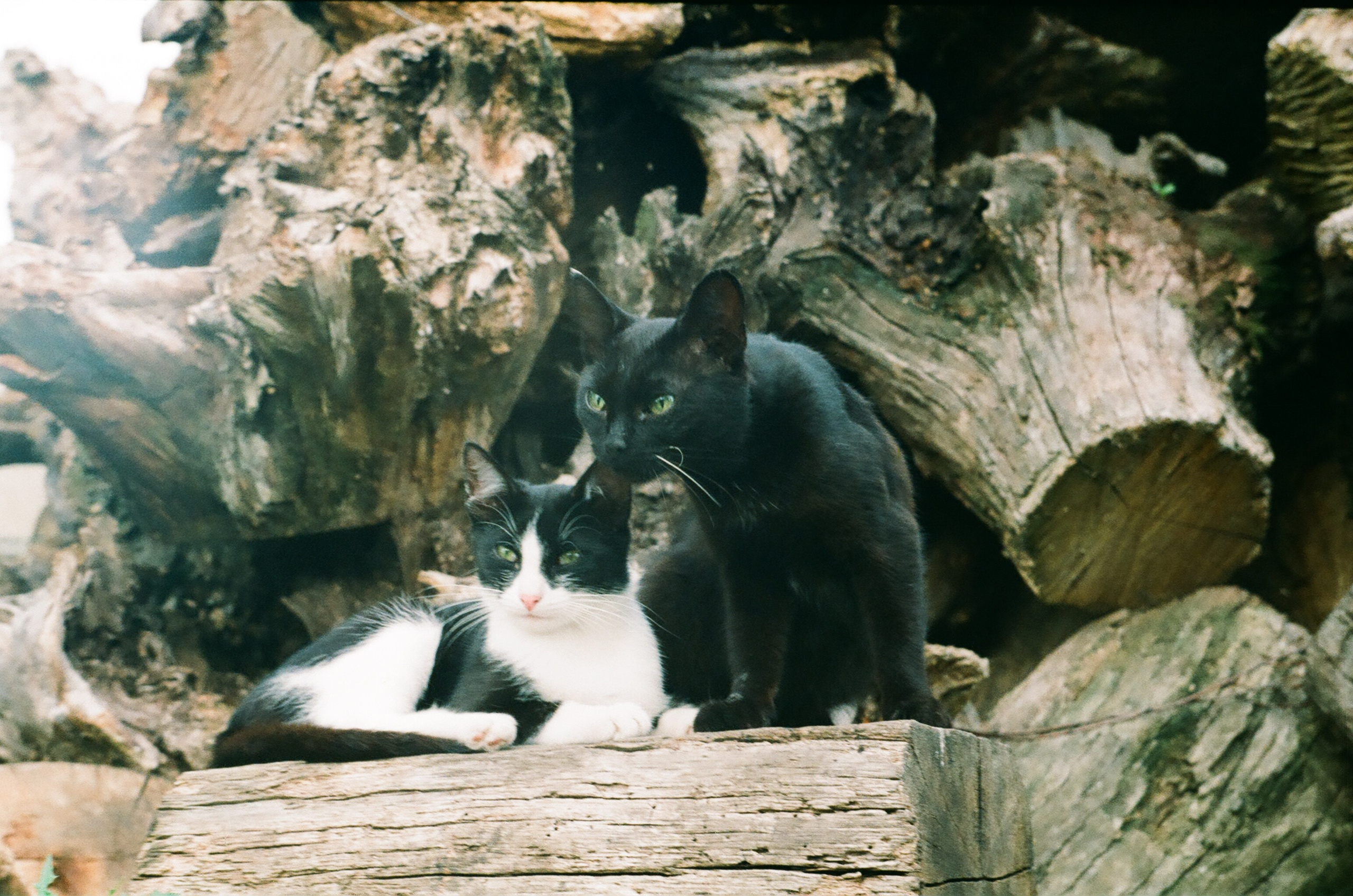 Пленка. Фотограф в Москве Наталья Новикова