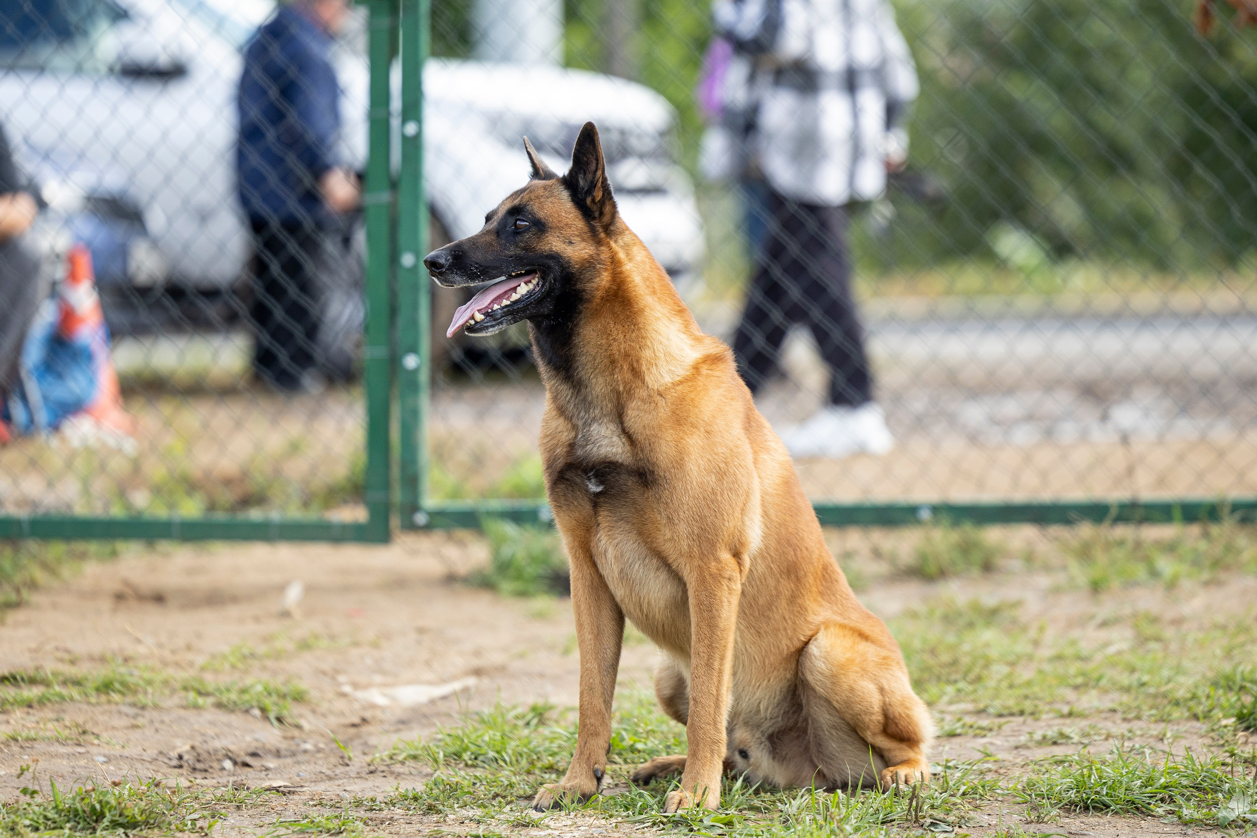 Соревнования по Мондьорингу г. Вологда 10-11.08.2024. Фотограф-анималист Анна Маринич