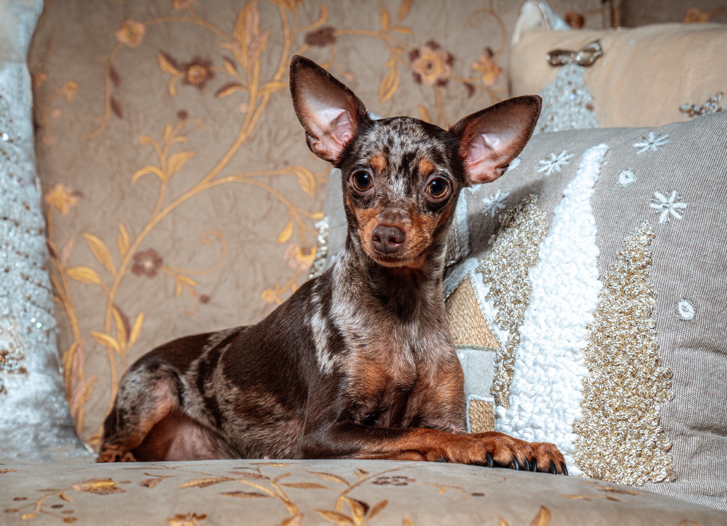 ФОТОПАМЯТЬ ВАШИХ ЭМОЦИЙ. Фотограф-анималист, семейный фотограф в Москве и Подмосковье. Фотосъёмка кинологических дисциплин