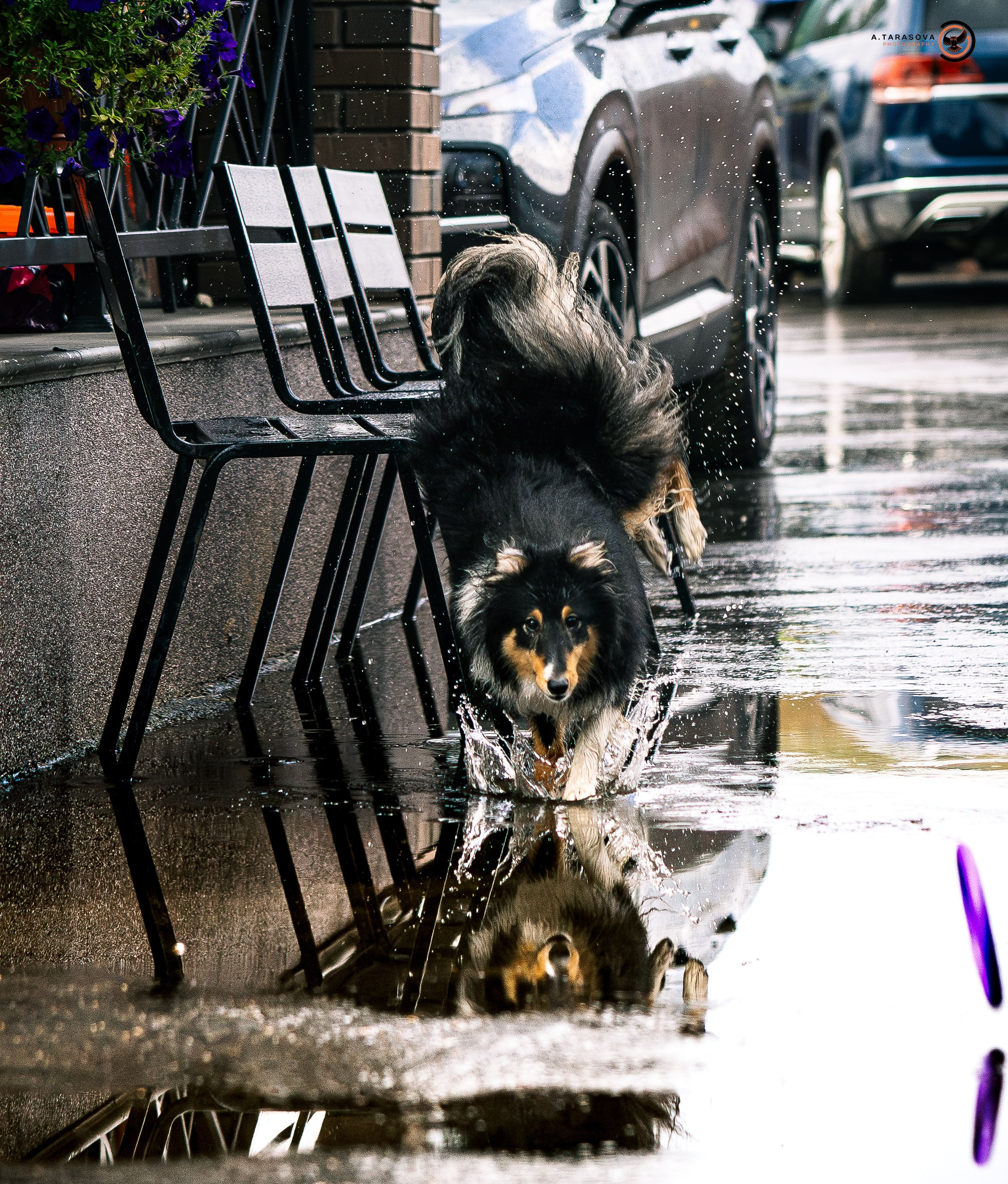 ФОТОПАМЯТЬ ВАШИХ ЭМОЦИЙ. Фотограф-анималист, семейный фотограф в Москве и Подмосковье. Фотосъёмка кинологических дисциплин