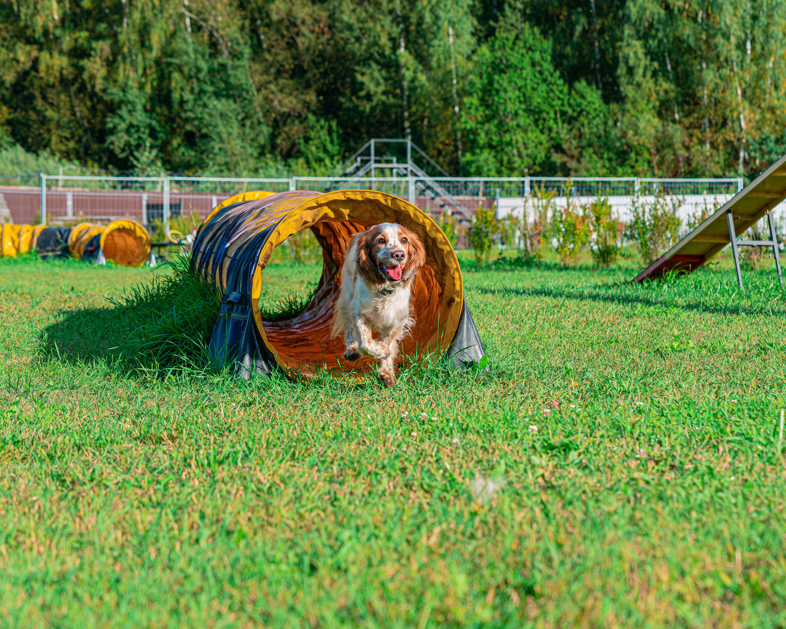 Ваш путь к ПОБЕДЕ (ТРЕНИРОВКИ). Фотограф-анималист, семейный фотограф в Москве и Подмосковье. Фотосъёмка кинологических дисциплин