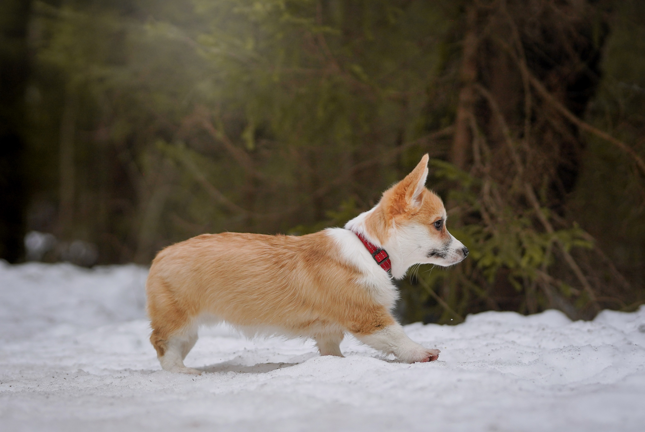 Щенки корги. Фотограф-анималист в Санкт-Петербурге Яна Мартынова