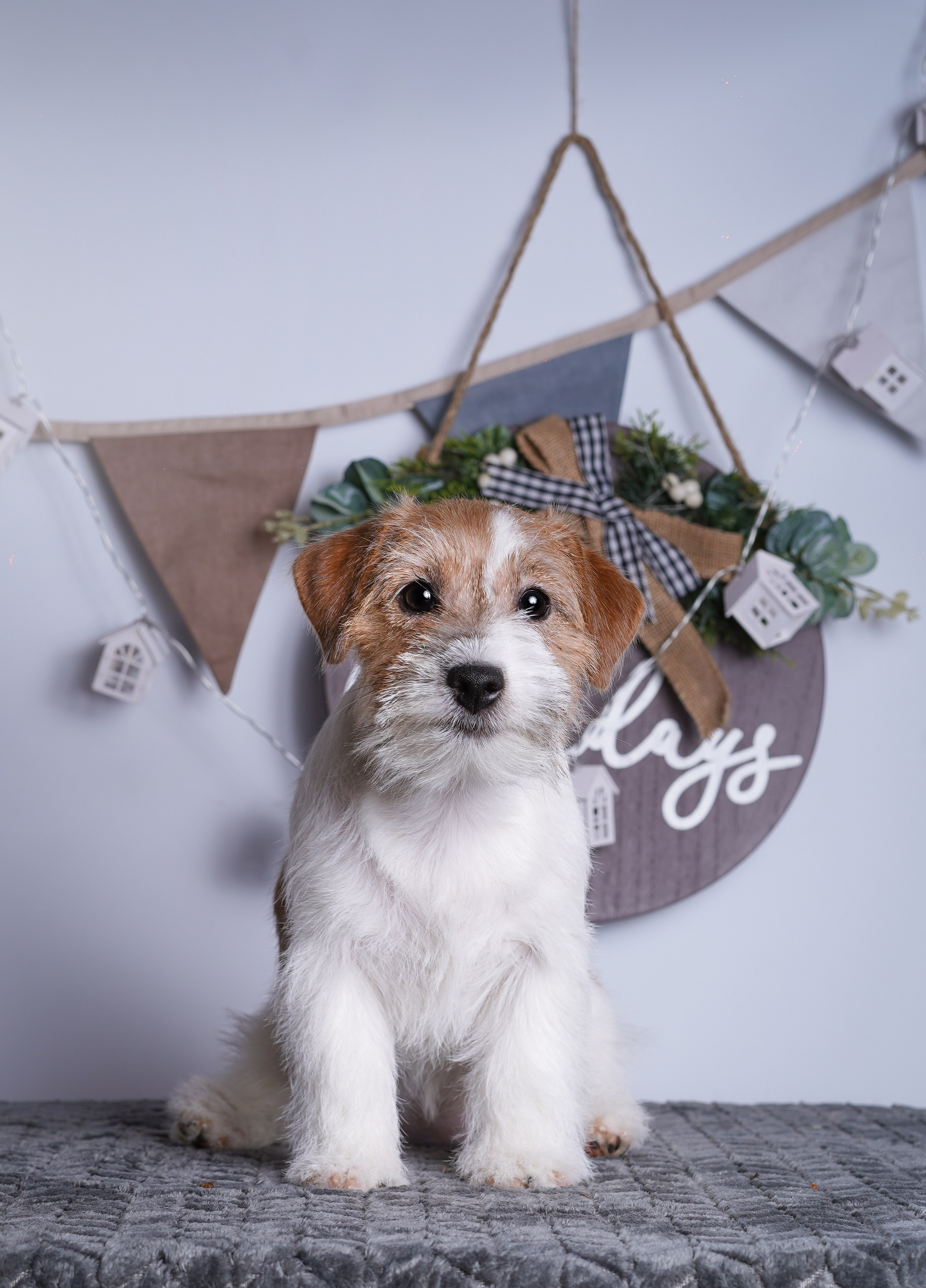 Щенки дрт. Фотограф-анималист в Санкт-Петербурге Яна Мартынова