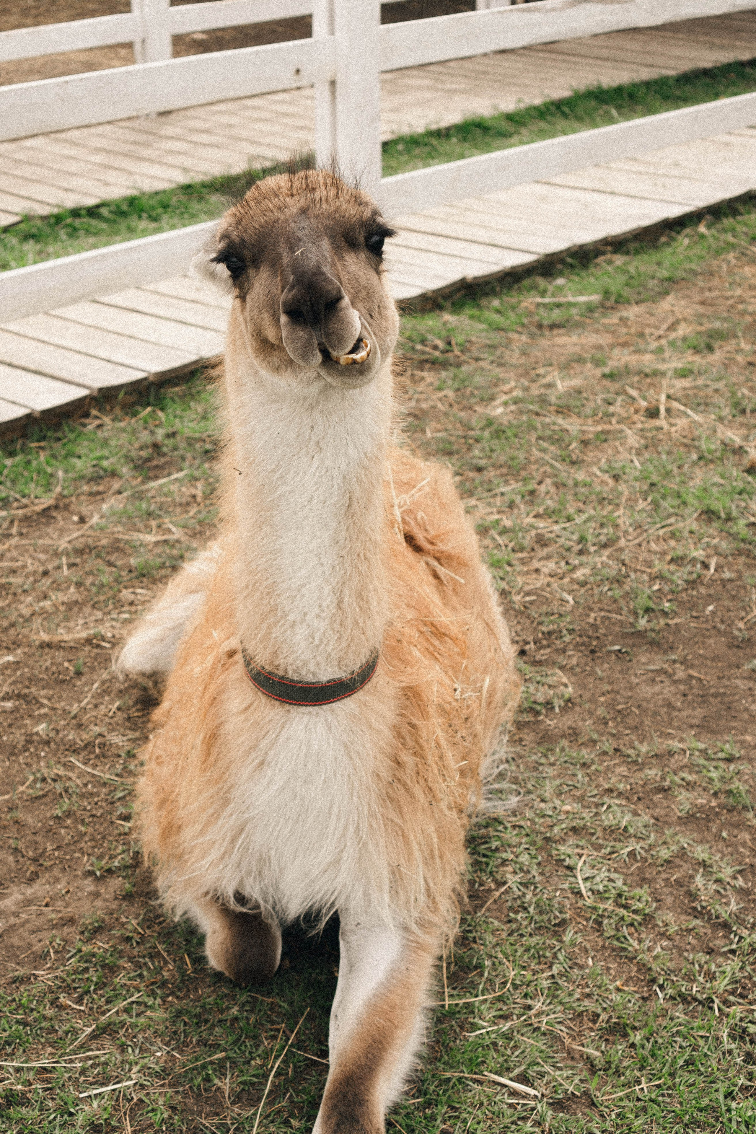 Ферма Альпак. Профессиональный фотограф, Санкт-Петербург — Виктория Богомолова